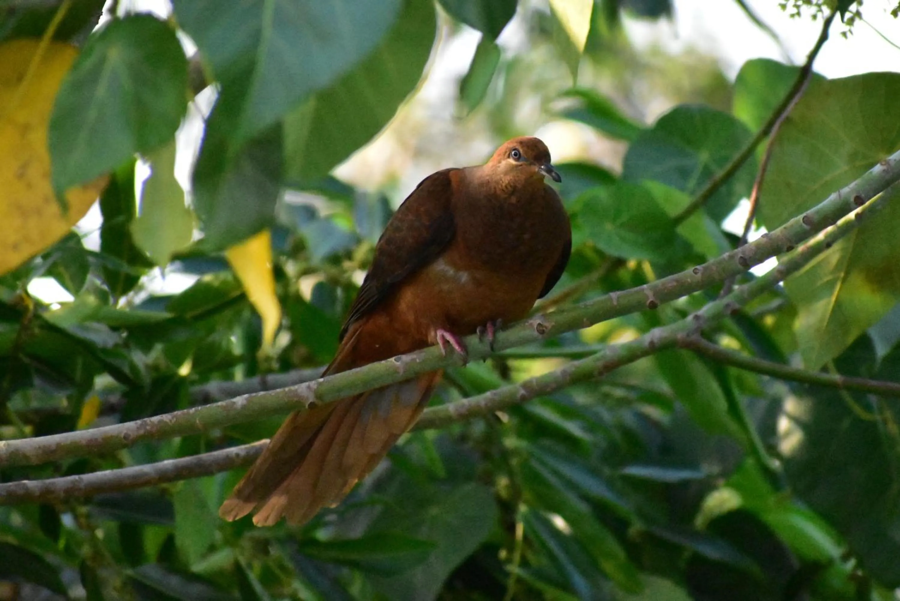 Animals in Starry Nights Luxury Camping