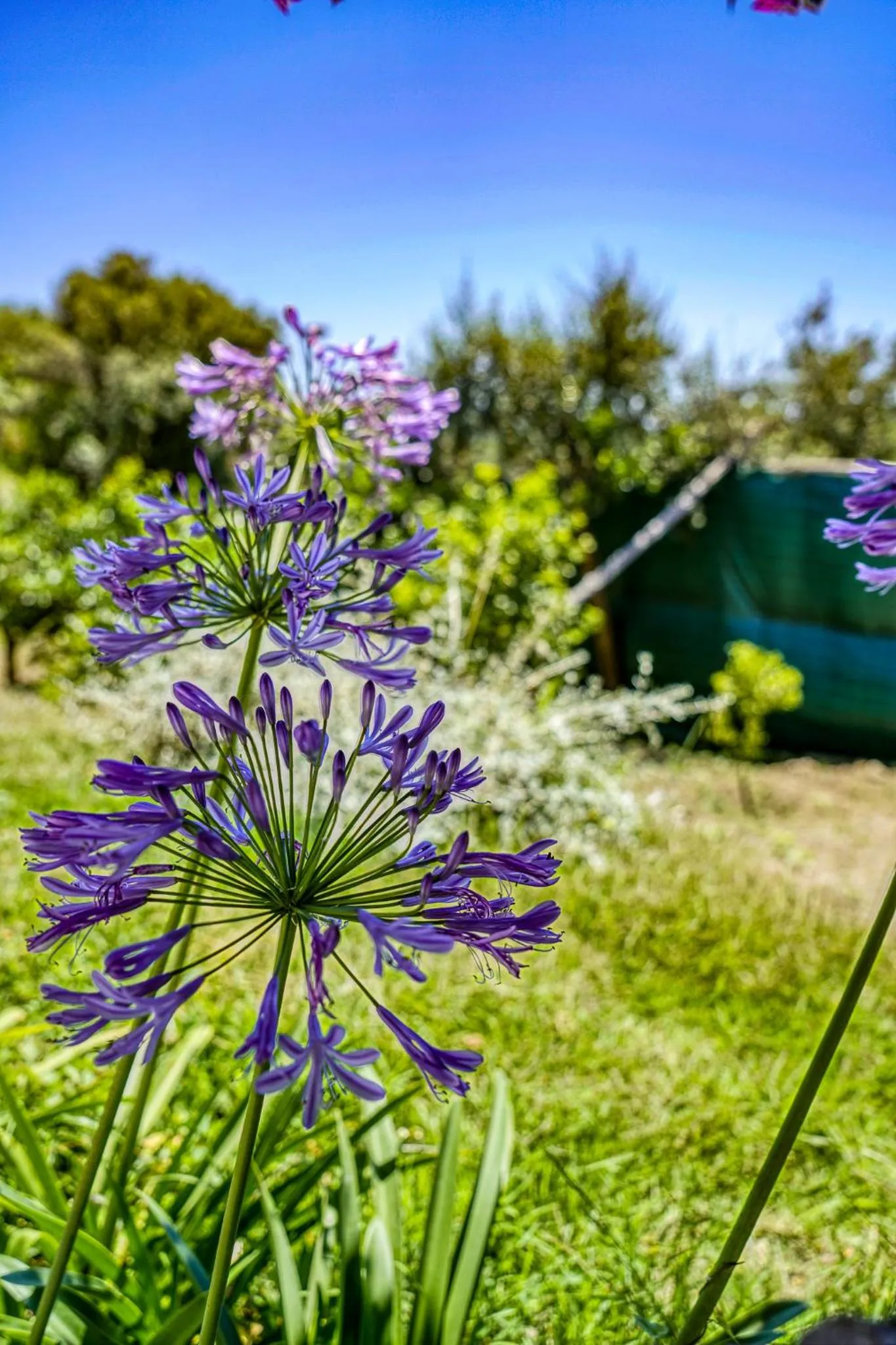 Garden in Villa Lorelei