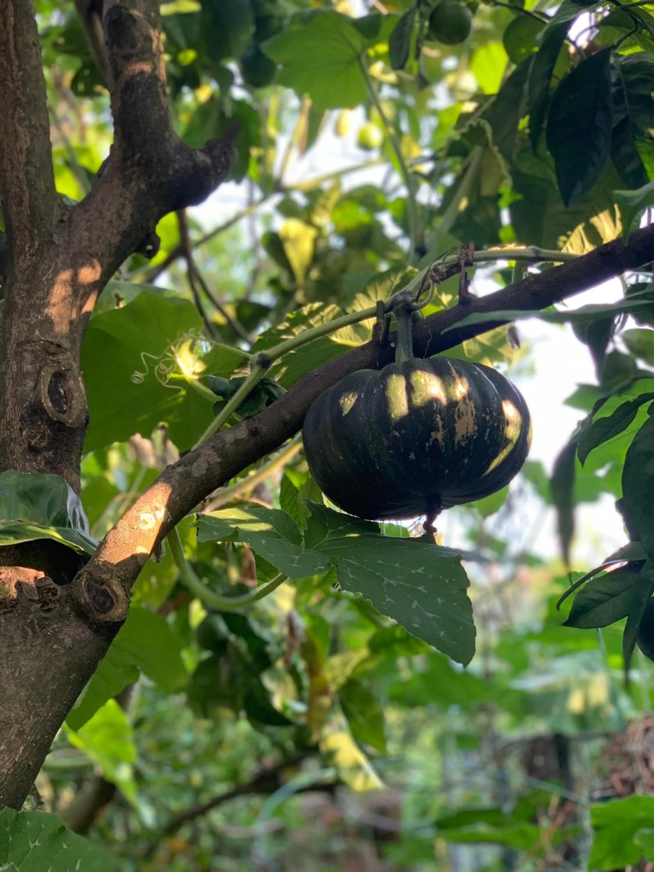 Garden in Villa Cettina Boutique Hotel