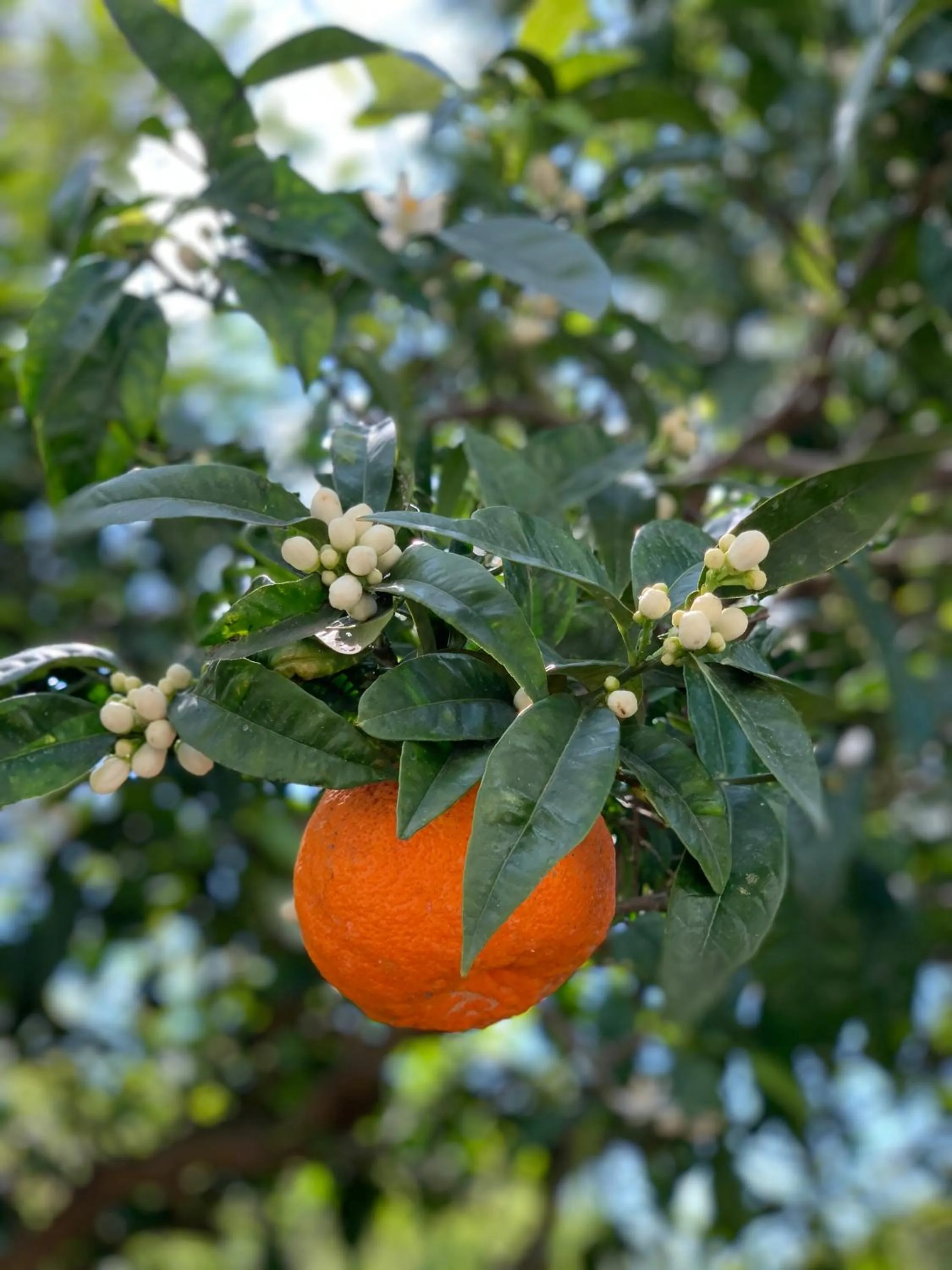 Garden in Villa Cettina Boutique Hotel