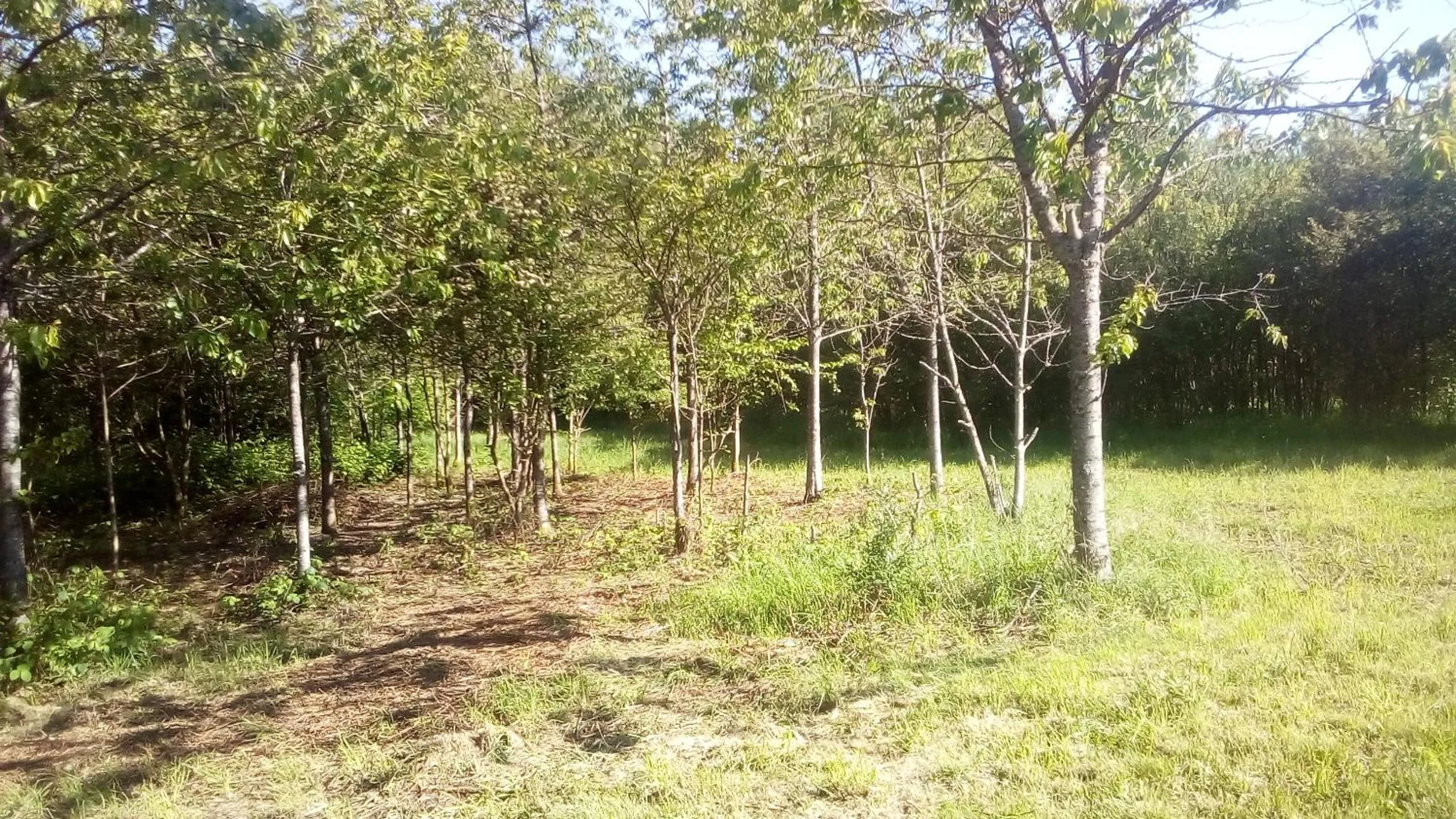 Garden in Domaine de Gentilly