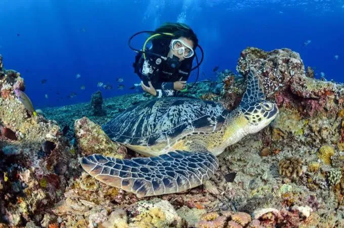 Diving in Apo Diver Beach Resort