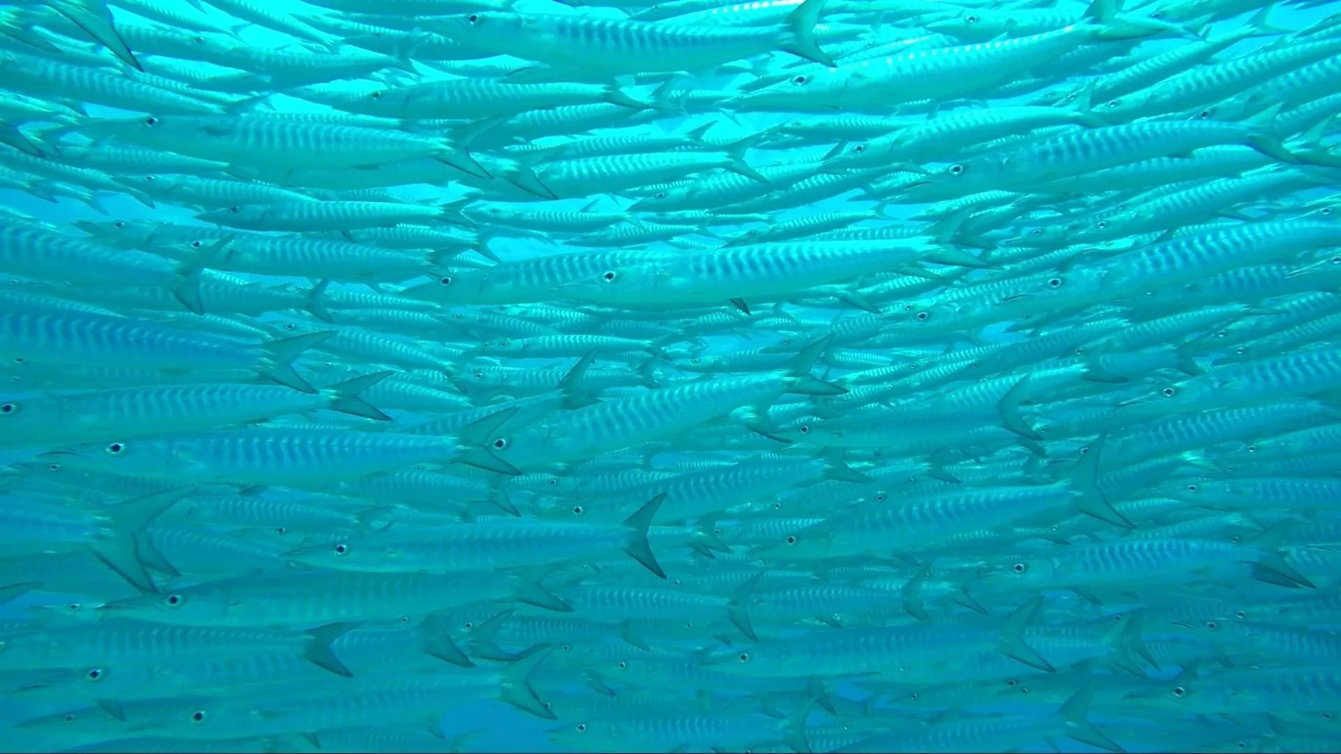 Animals in Apo Diver Beach Resort