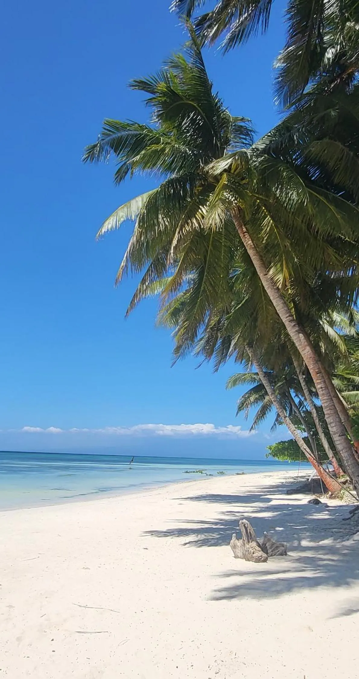 Apo Diver Beach Resort