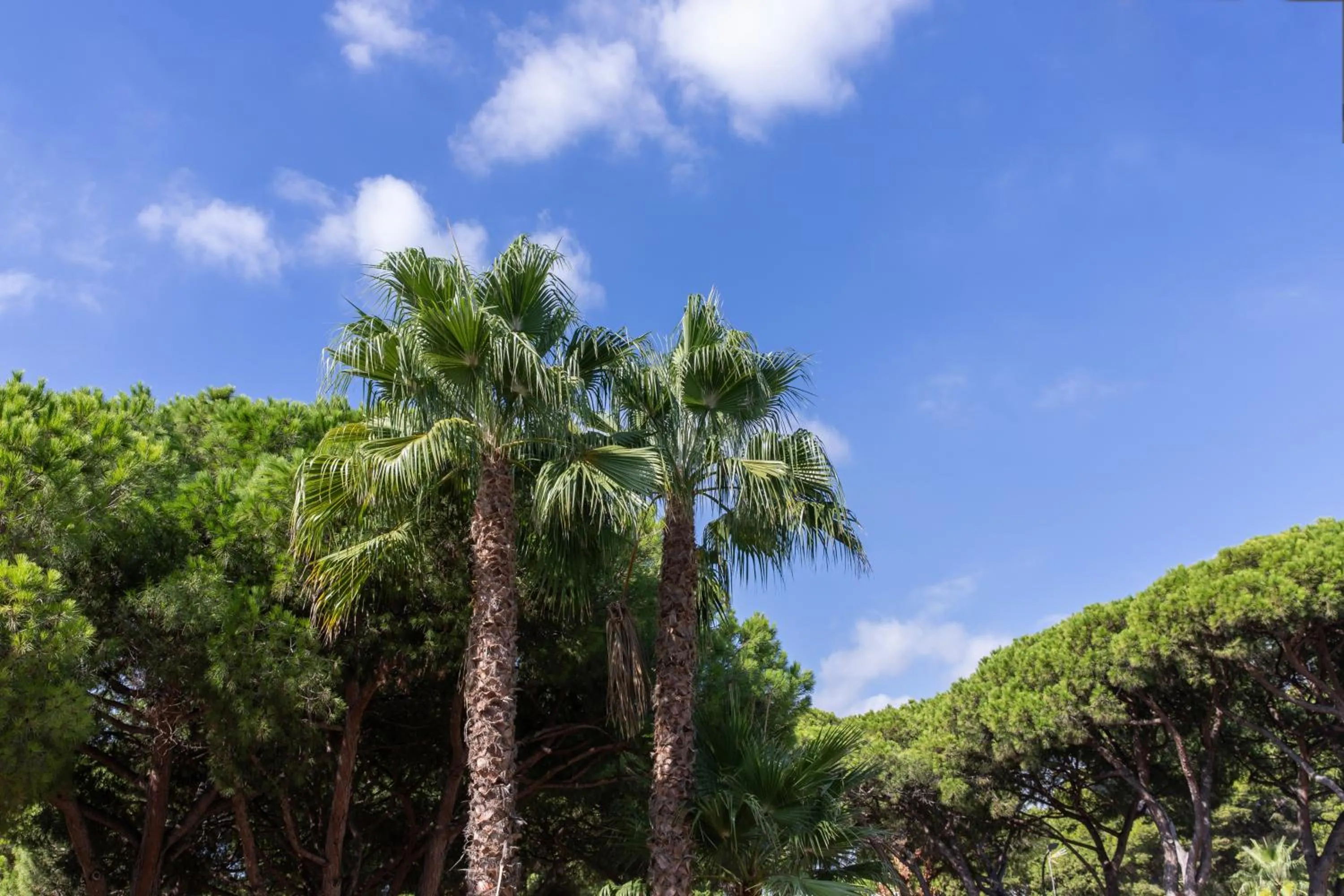 Aparthotel Las Palmeras Castelldefels