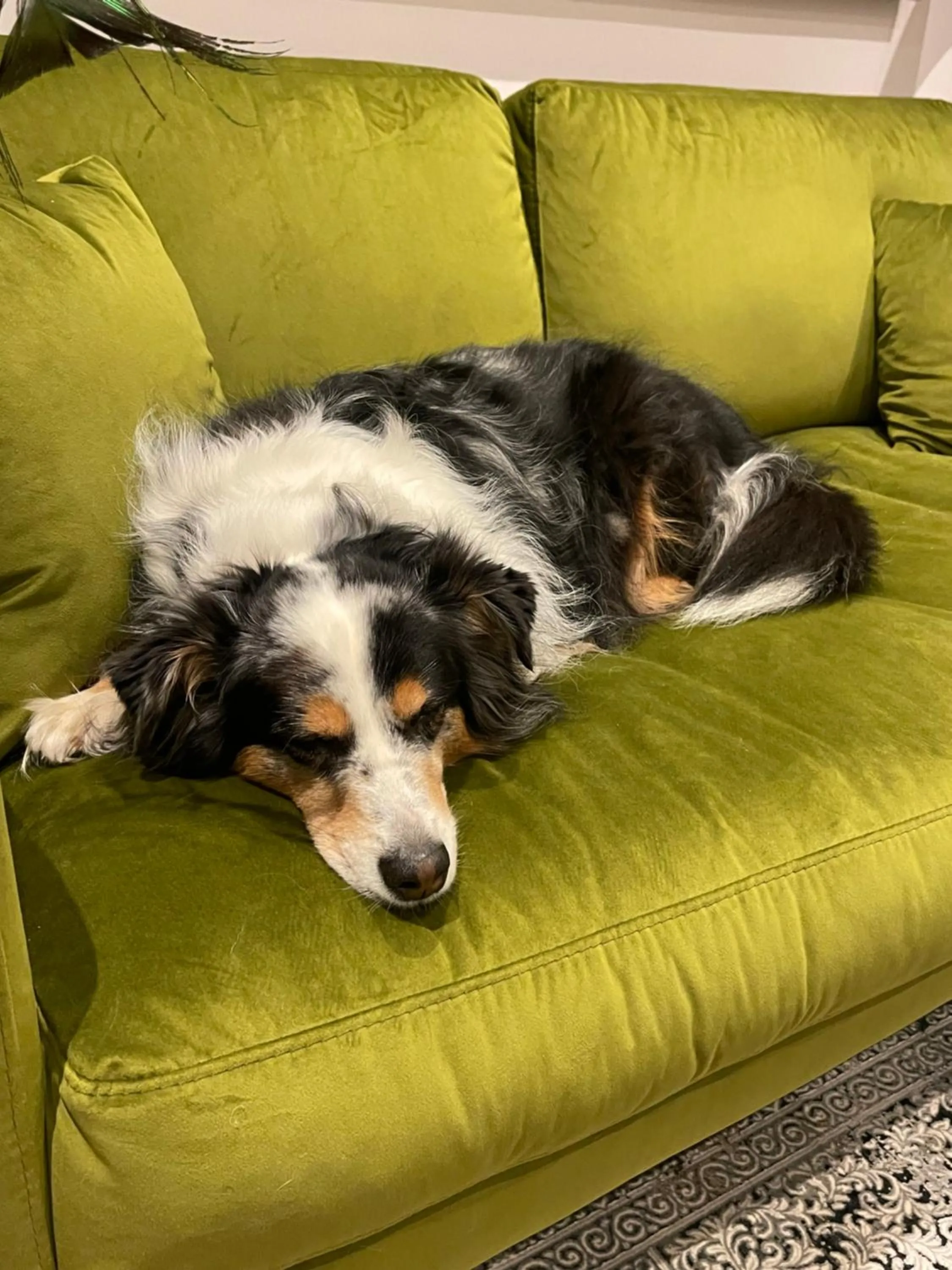 Pets in Goethe Hotel
