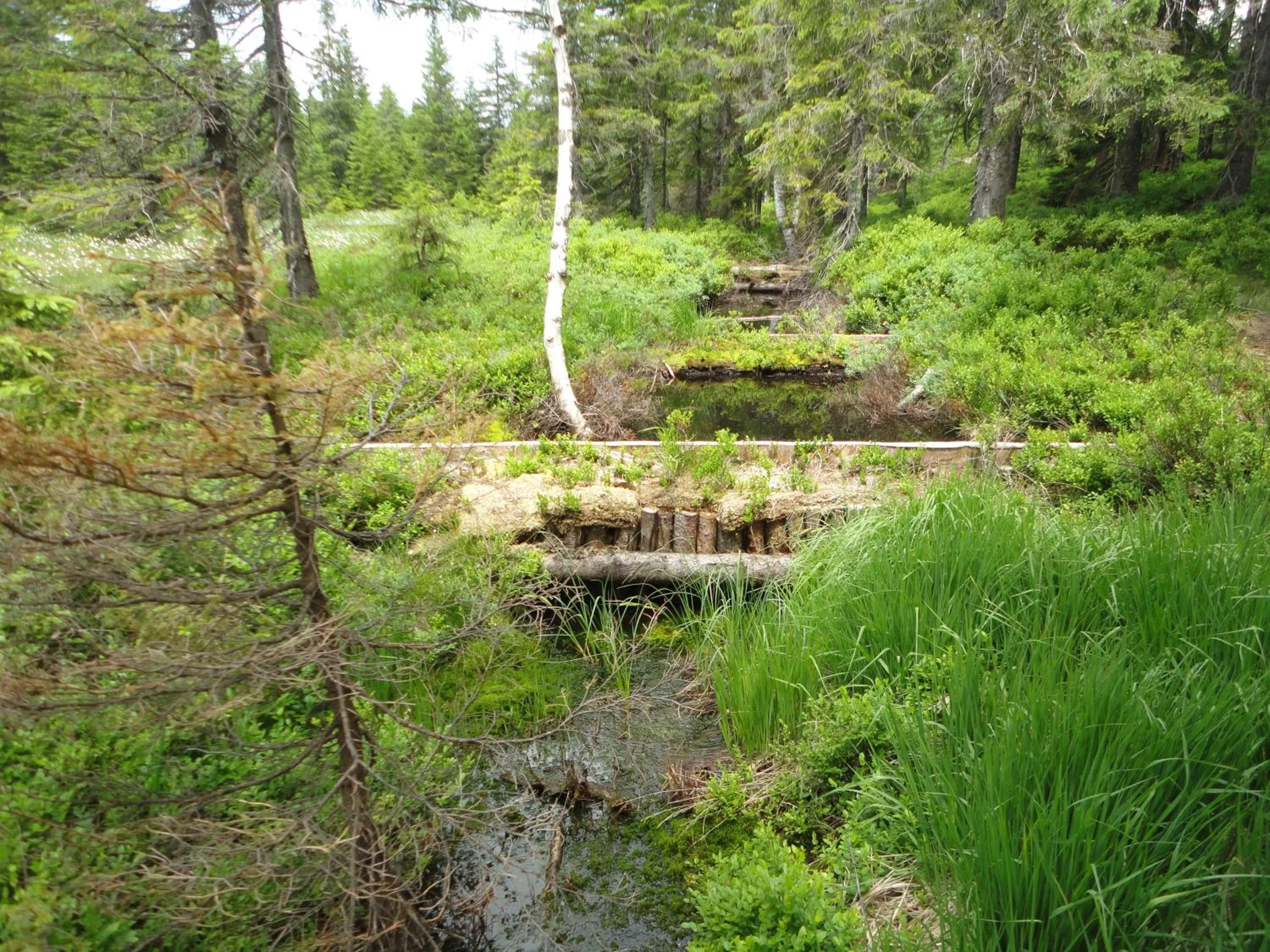 Natural landscape in Hotel Diana