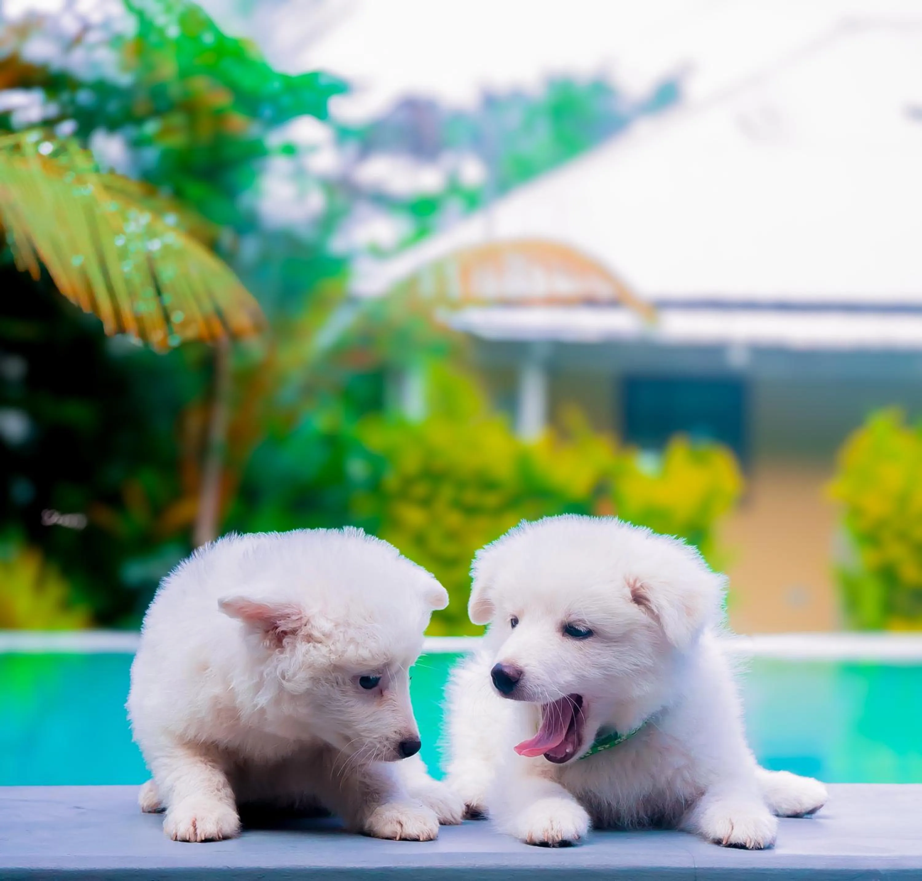 pet friendly in Shamba Village