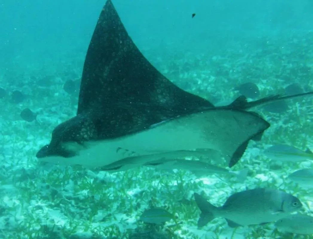 Snorkeling in Tropical Paradise Express
