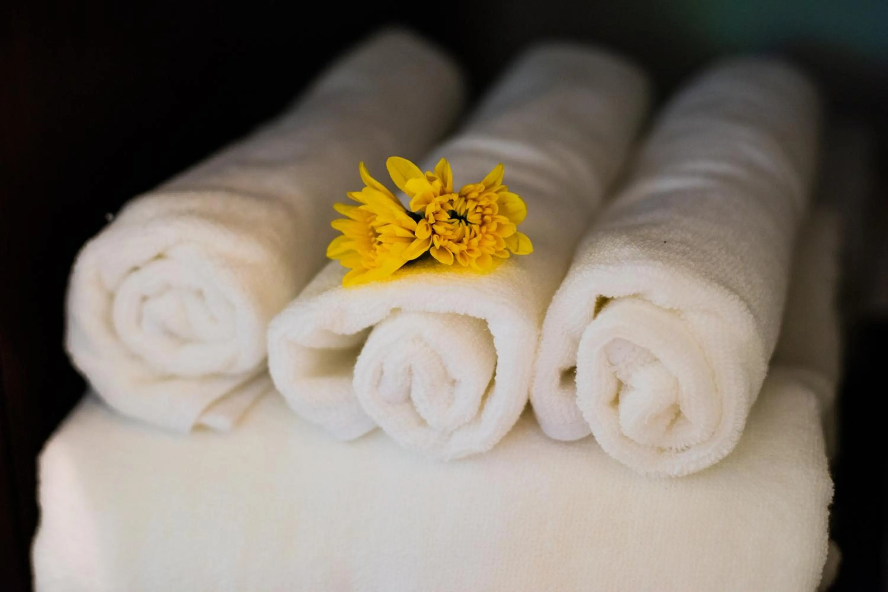 Swimming pool in Hoianoi Villa