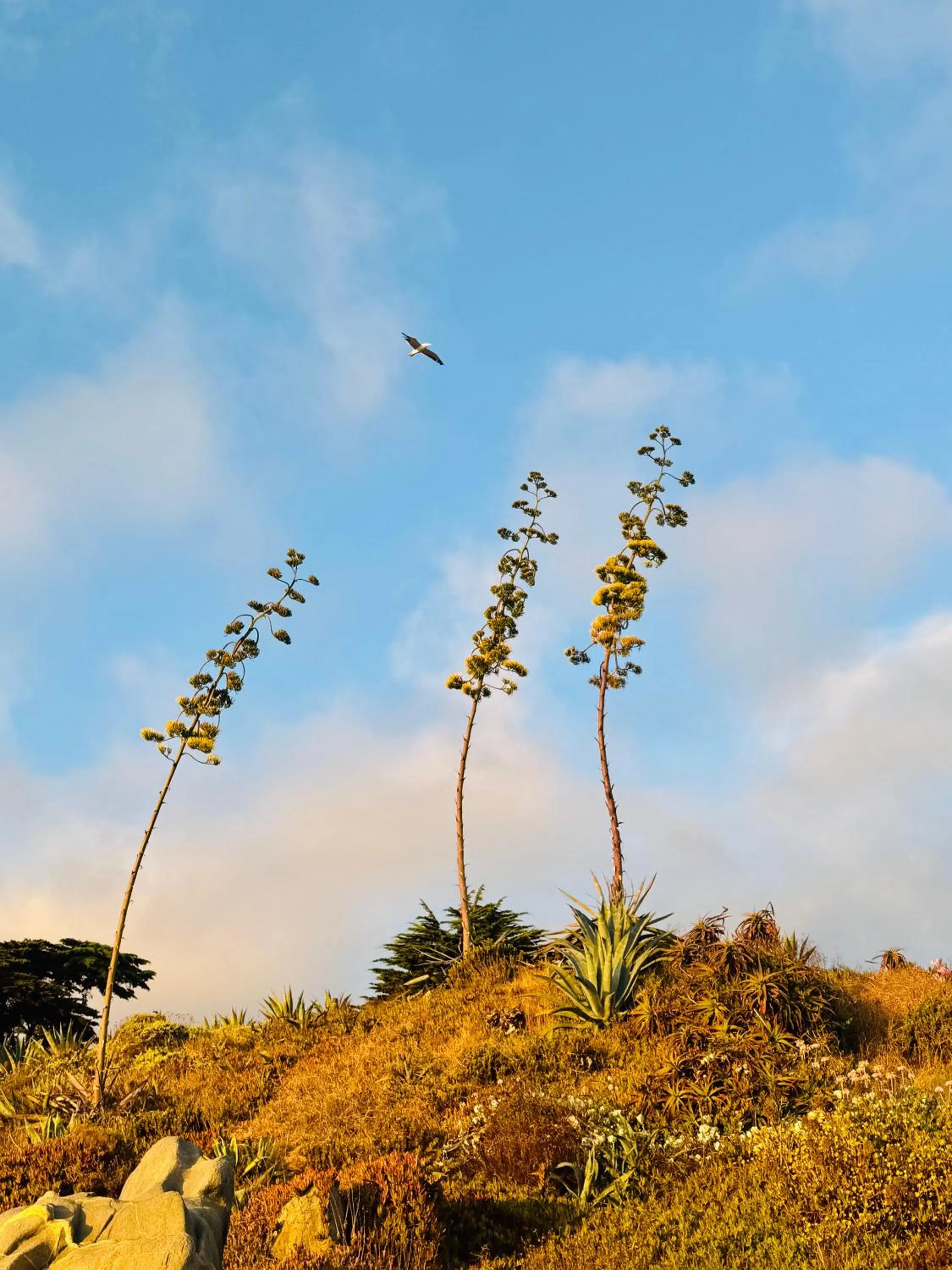 Lofts - Casa El Pangue, Zapallar