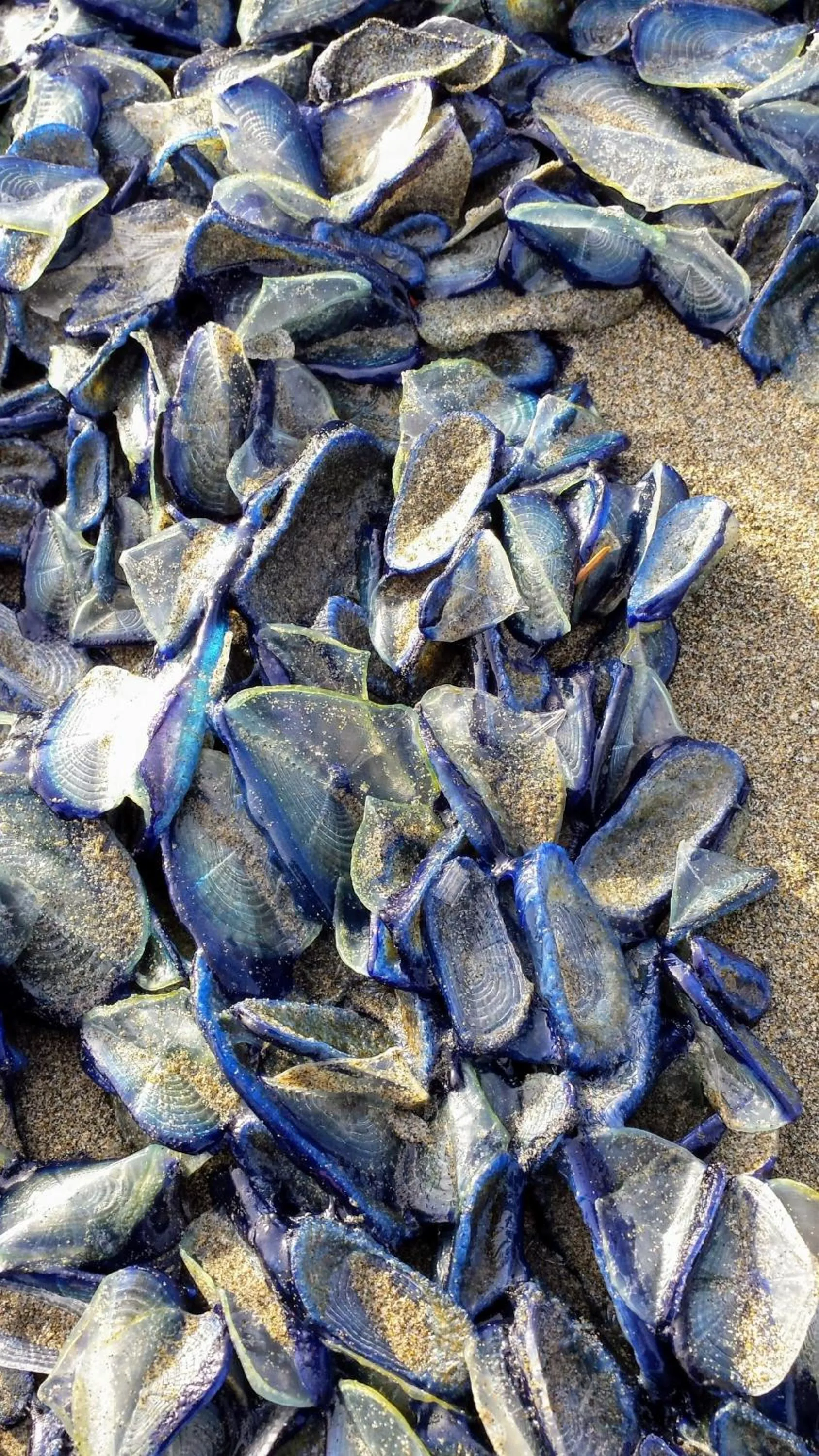 Beach in Historic 1920s Cabin