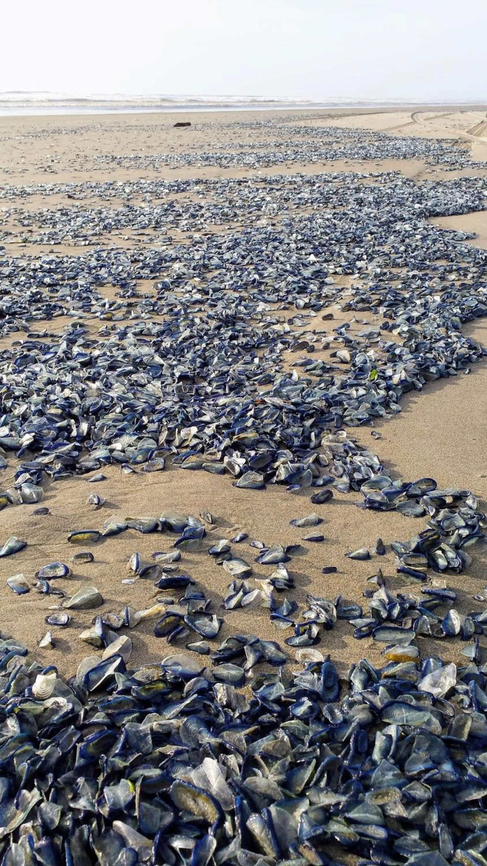 Beach in Historic 1920s Cabin