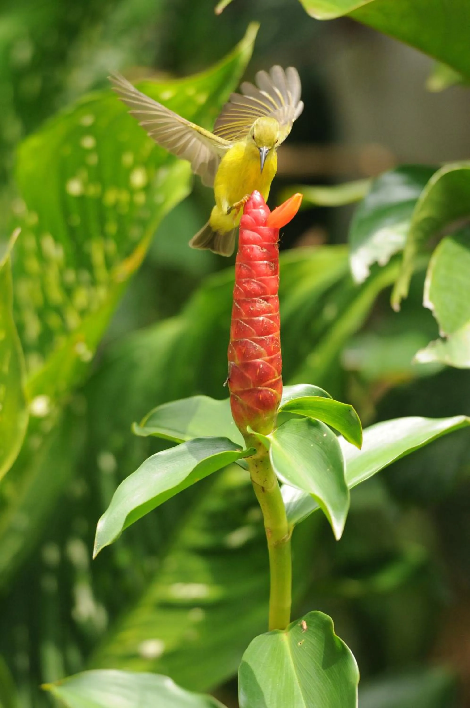 Garden in Baantip Suantong