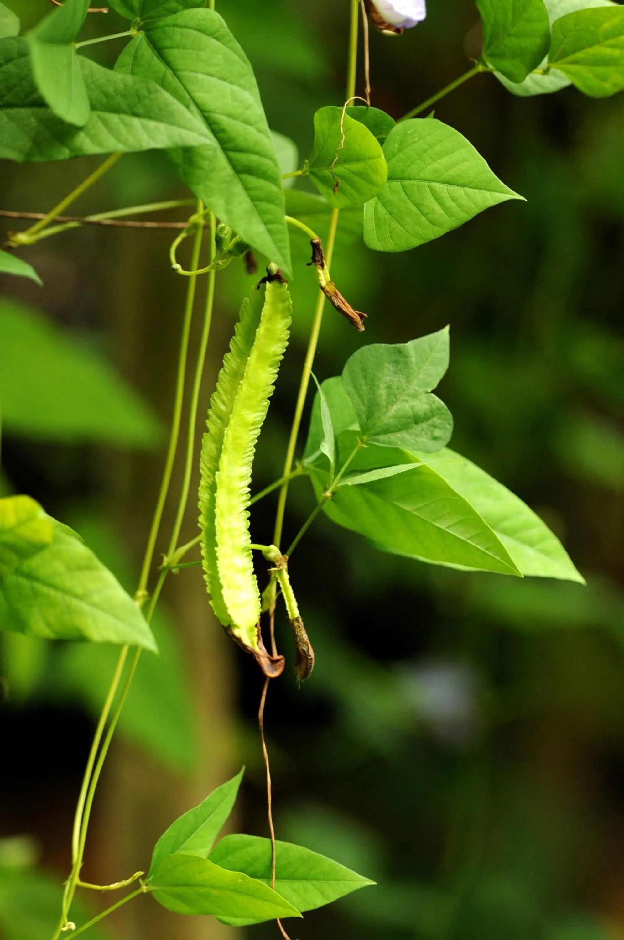 Natural landscape in Baantip Suantong