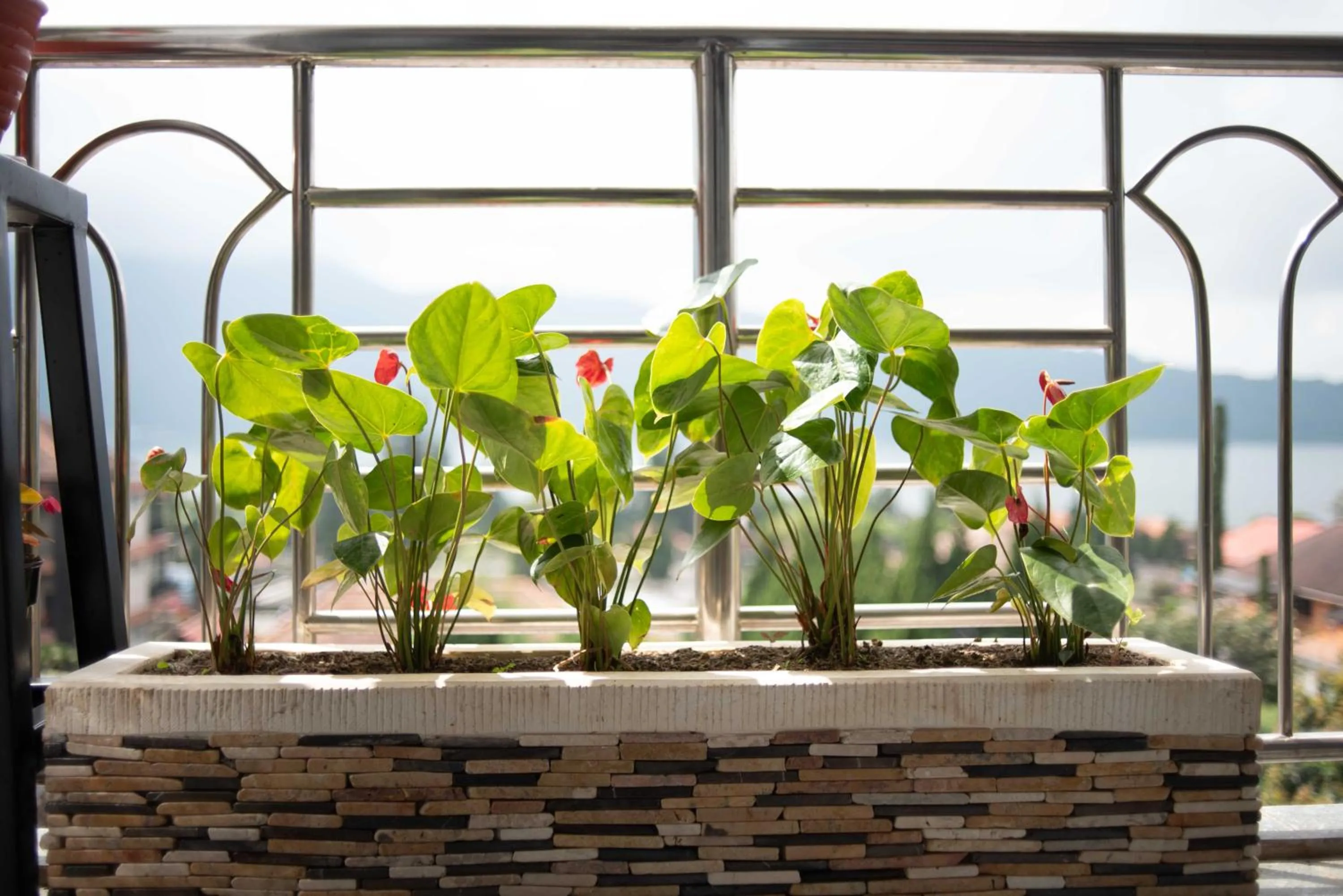 Day in Dedanau Hotel