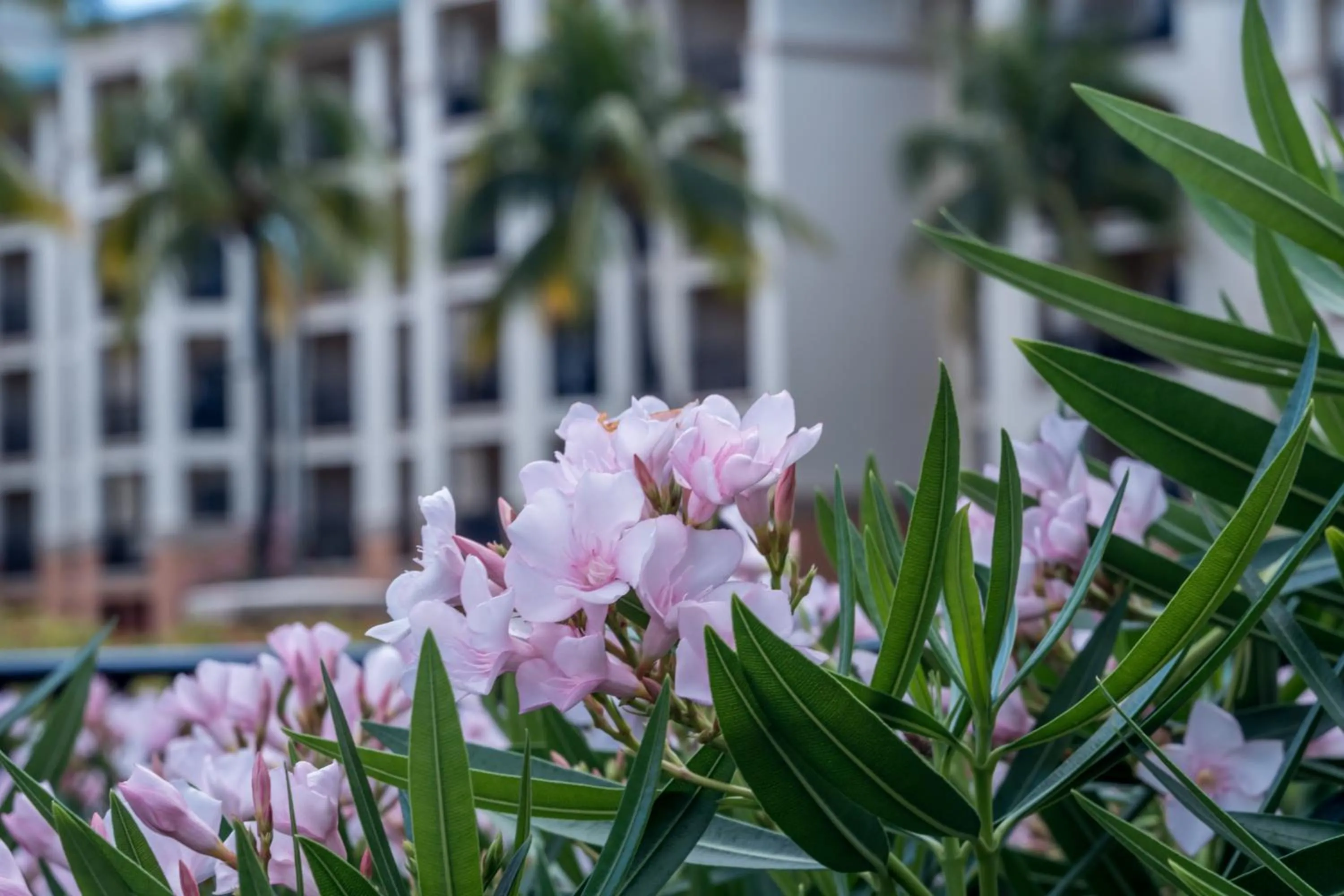 Garden view in Great Bay Condominiums located at The Ritz-Carlton Club, St Thomas