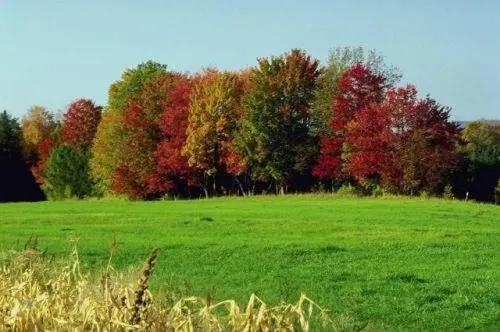 Natural landscape in Landhotel Adler