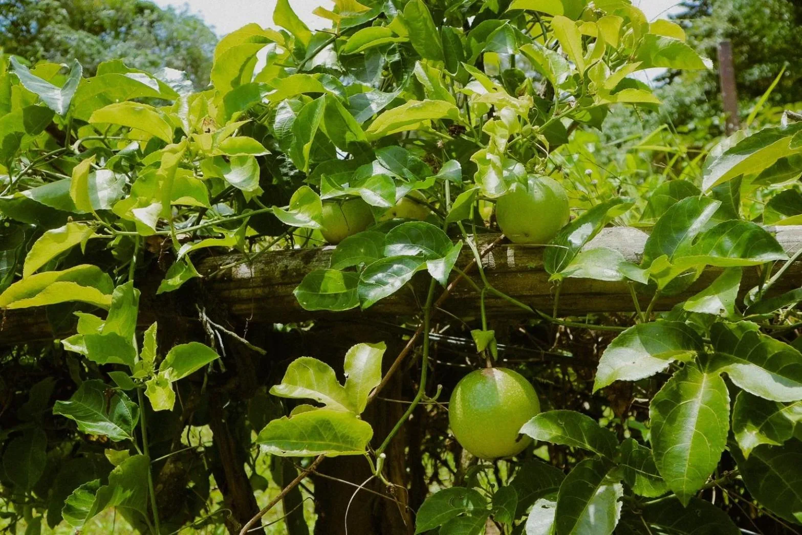 Day in Hillhouse - Koh Yao Noi