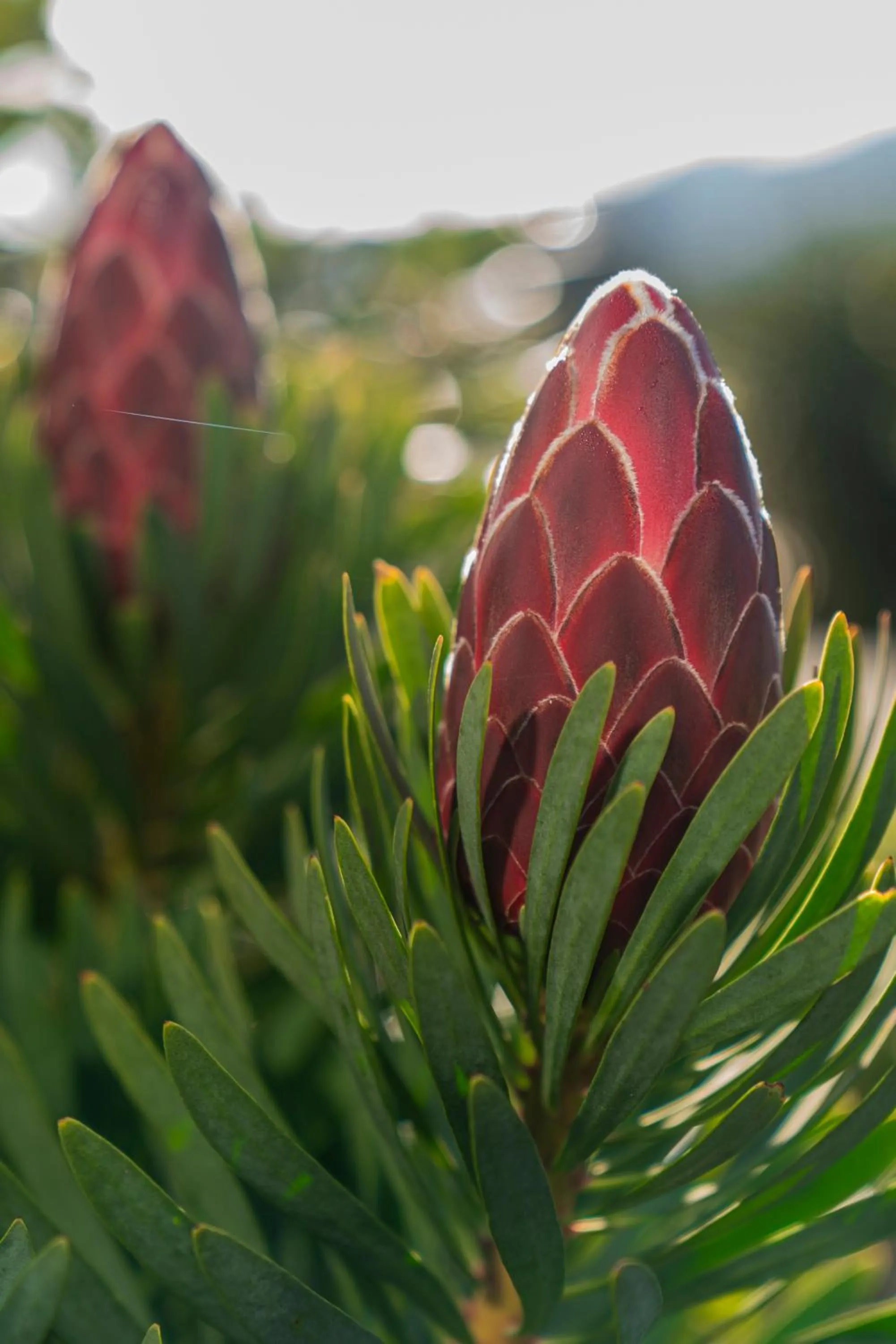 Natural landscape in Bayview Valley Lodge Bed & Breakfast