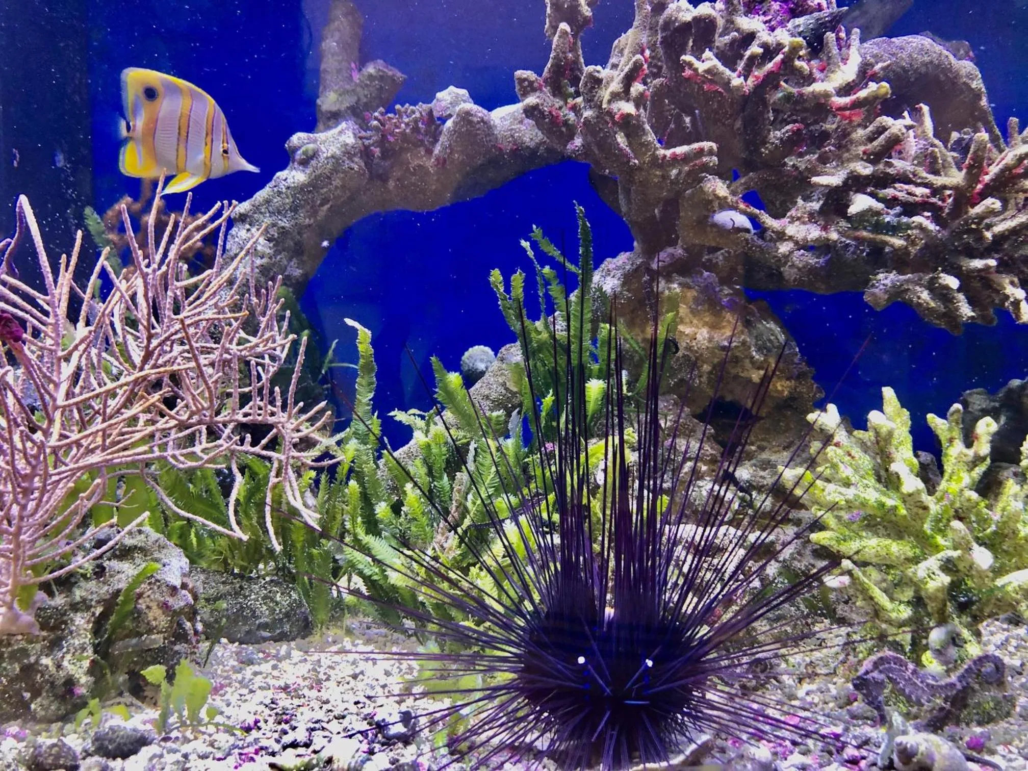 Animals in Hotel BB Bahnhof Bertsdorf