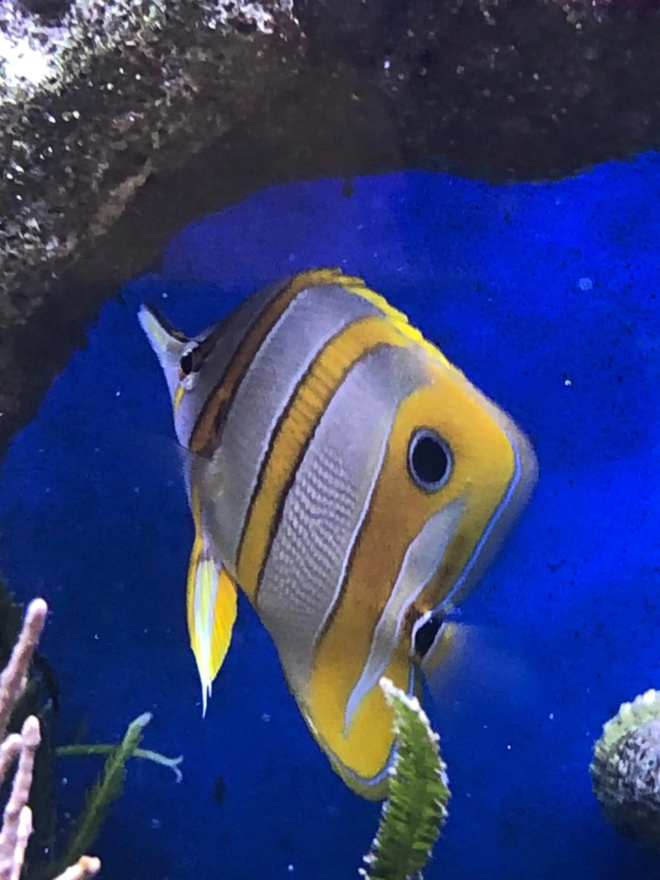 Animals in Hotel BB Bahnhof Bertsdorf