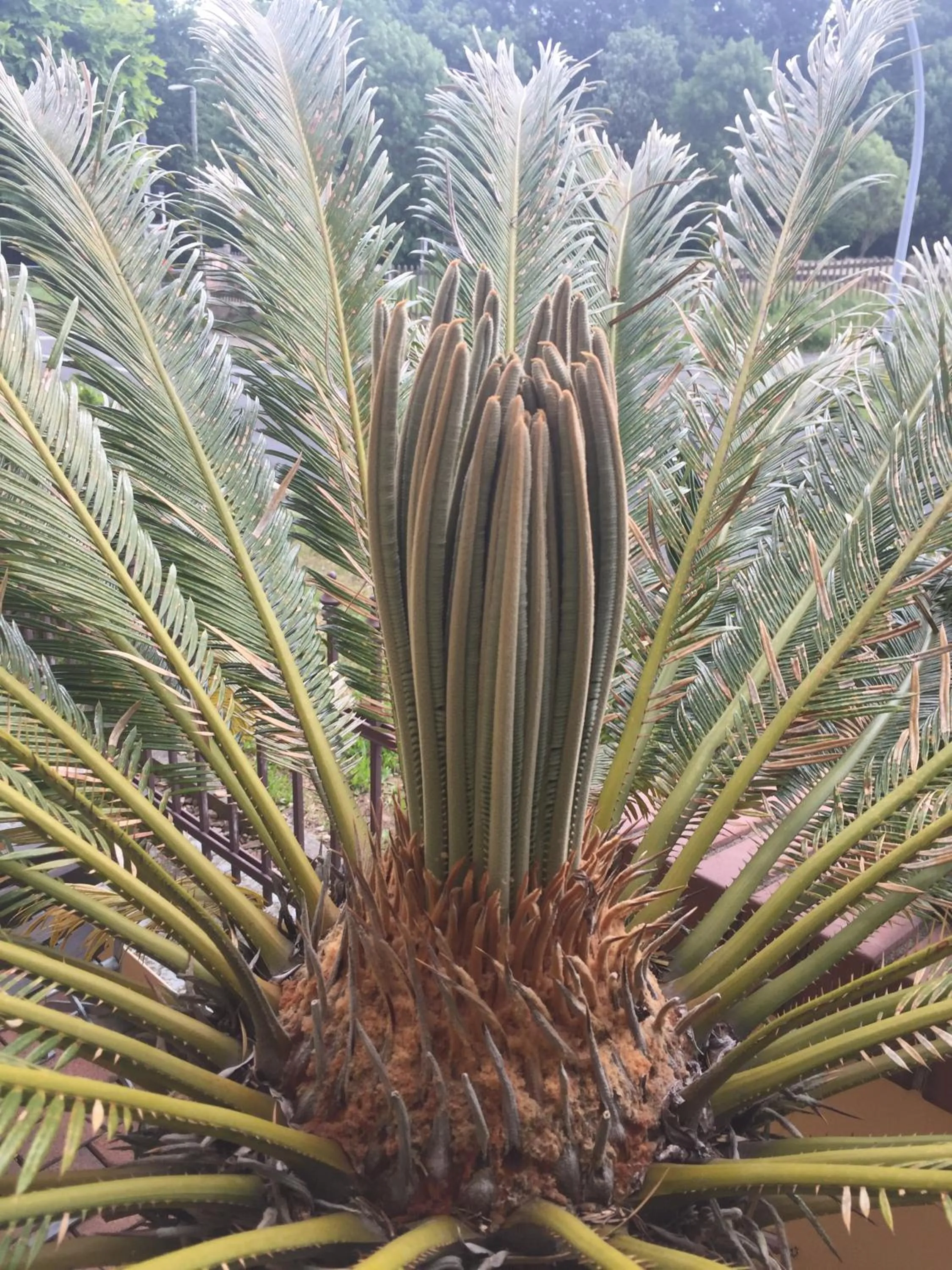 Balcony/Terrace in Hotel BB Bahnhof Bertsdorf