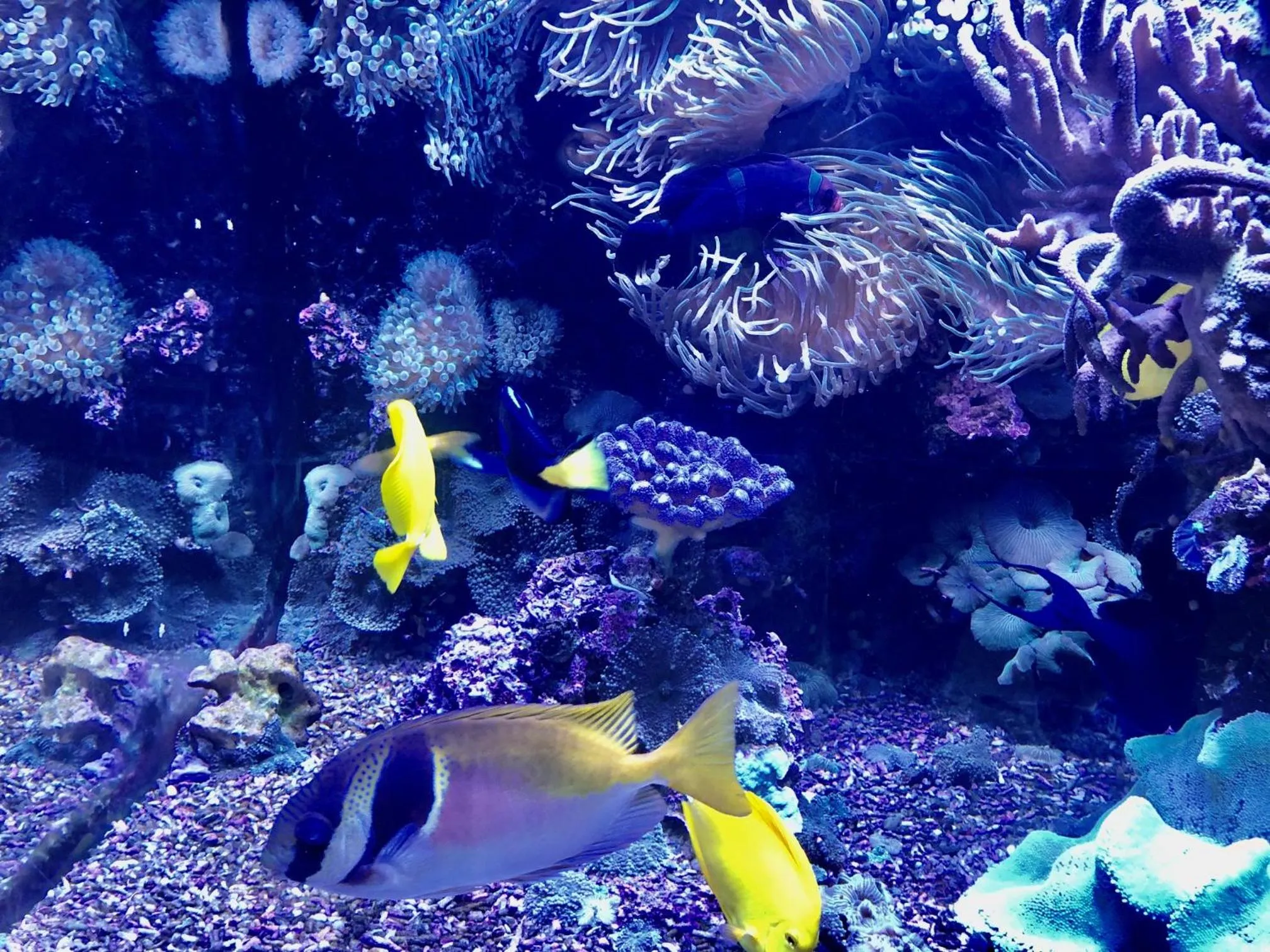 Animals in Hotel BB Bahnhof Bertsdorf