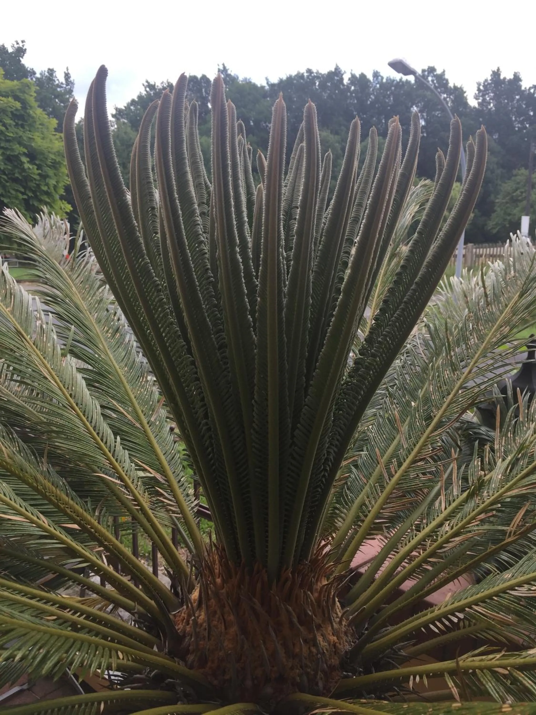 Balcony/Terrace in Hotel BB Bahnhof Bertsdorf