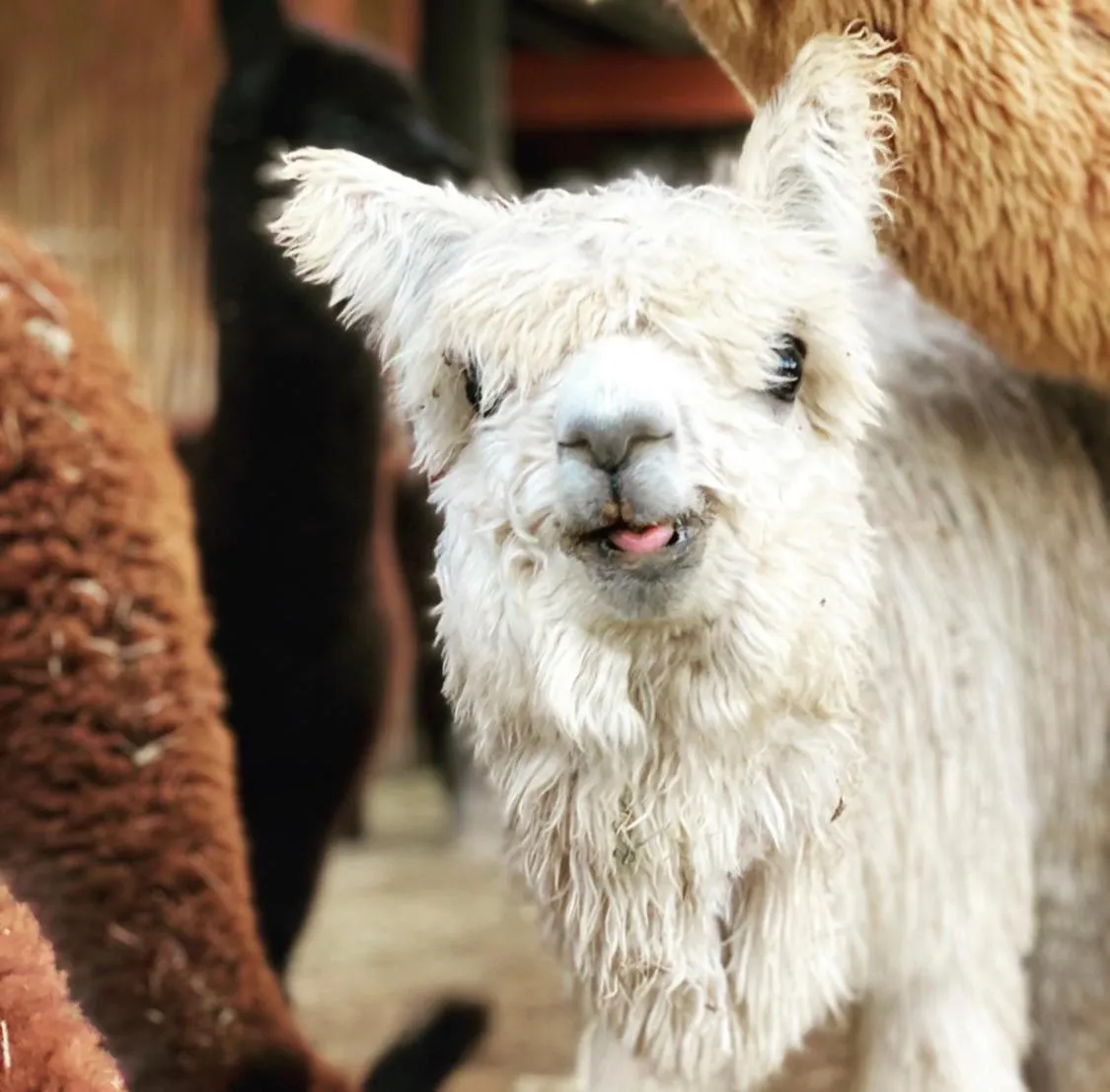 Alpaca Inn