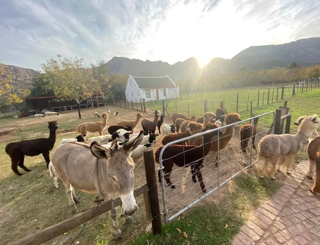 Alpaca Inn Alpaca Inn