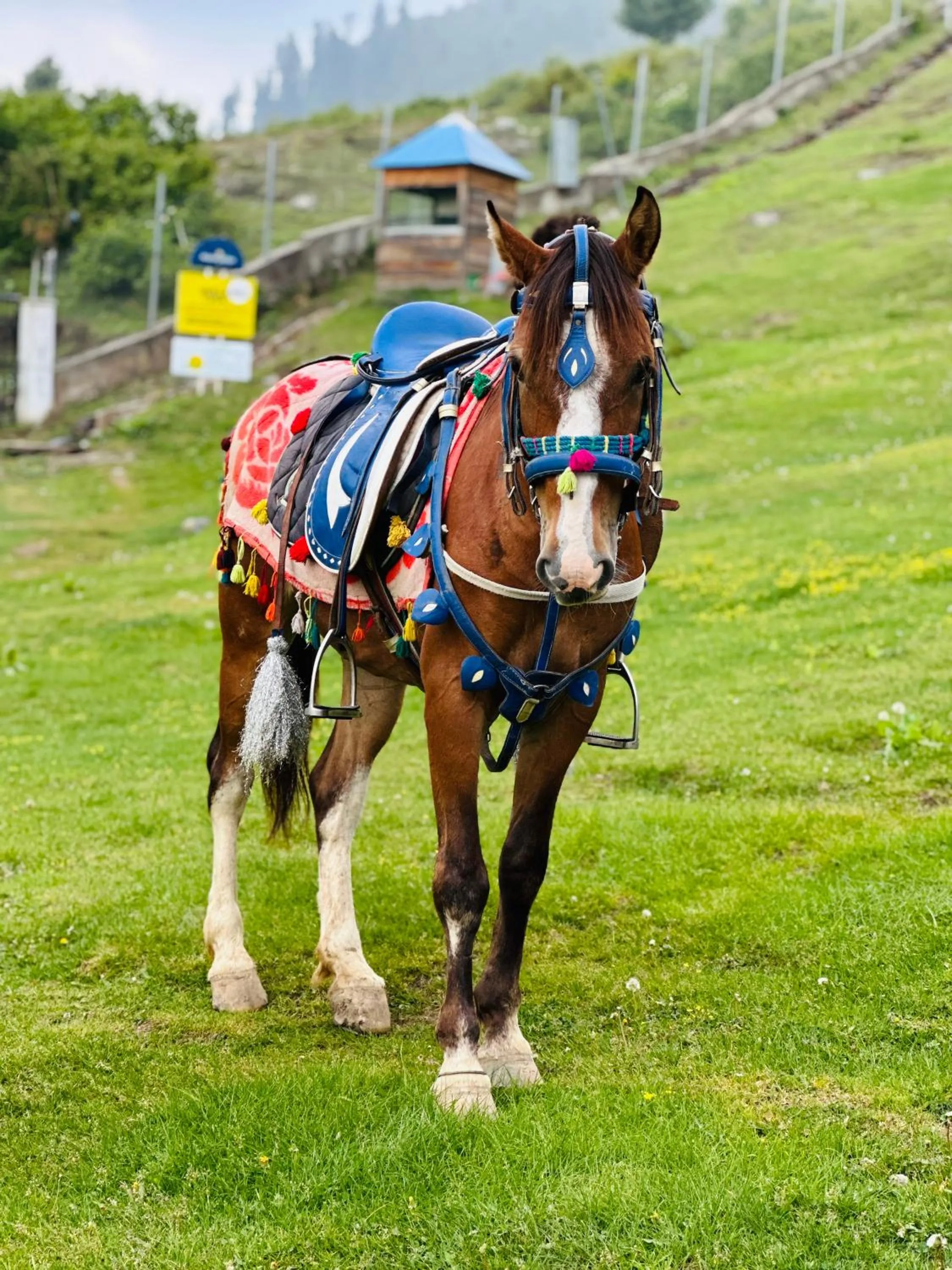 Horse-riding in Pearl Continental Hotel Malam Jabba