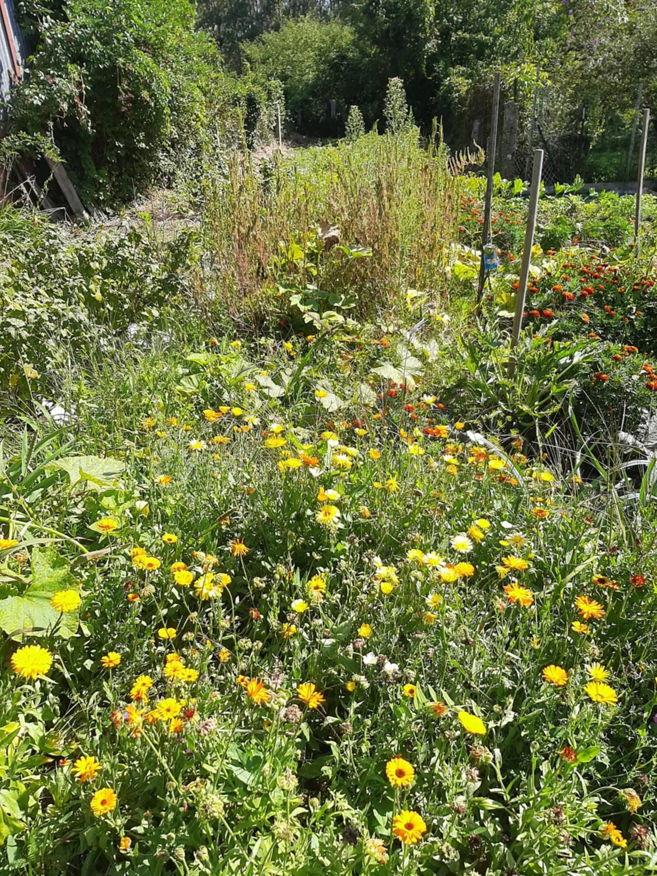 Summer in La Coutrotte Becquine