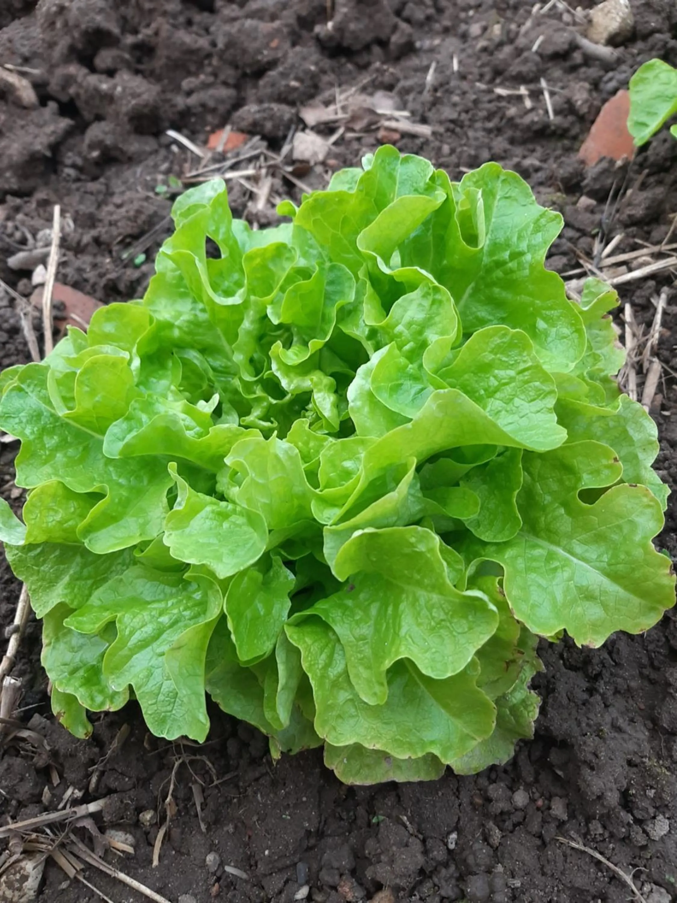 Summer in La Coutrotte Becquine