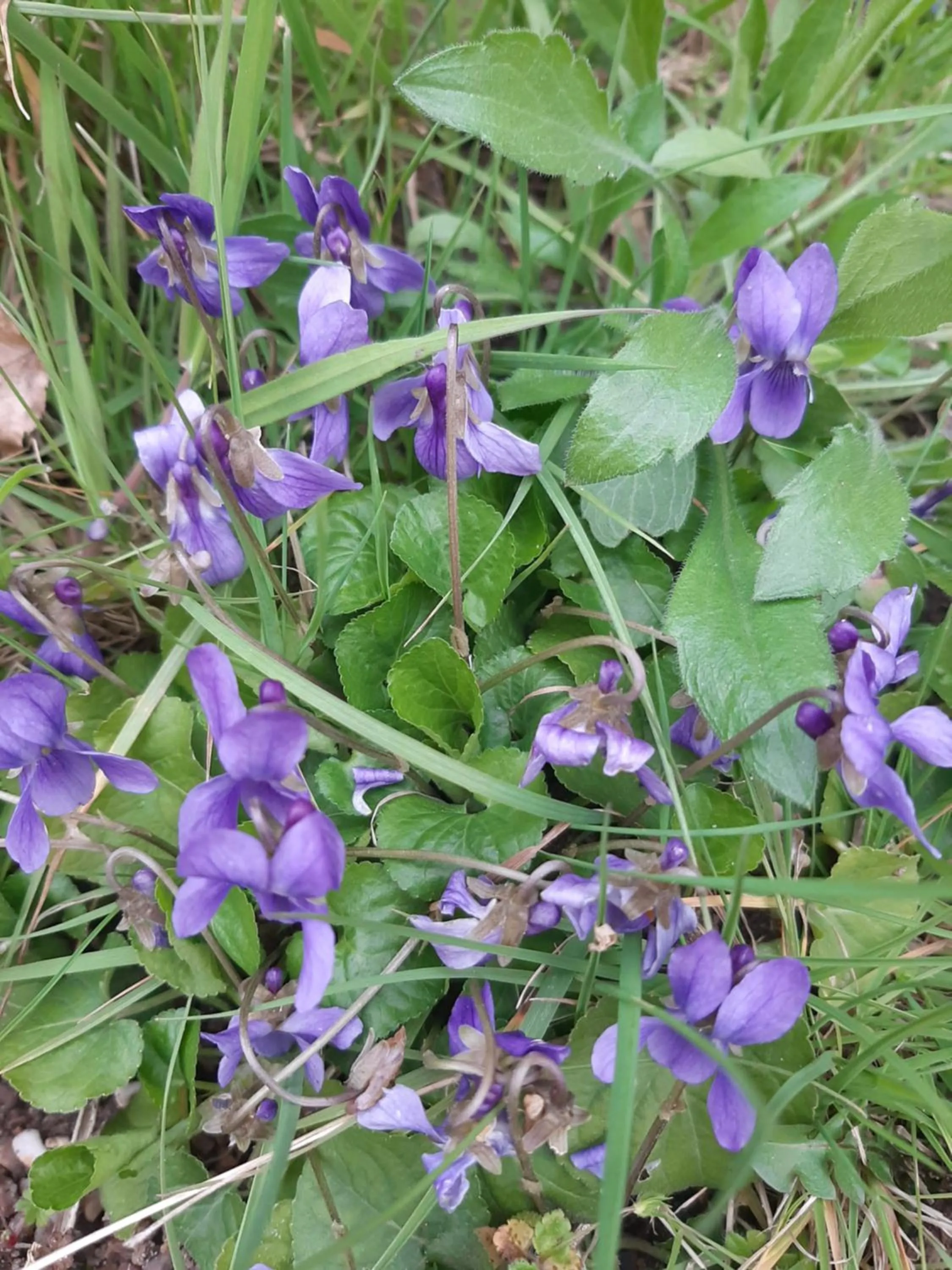 Spring in La Coutrotte Becquine