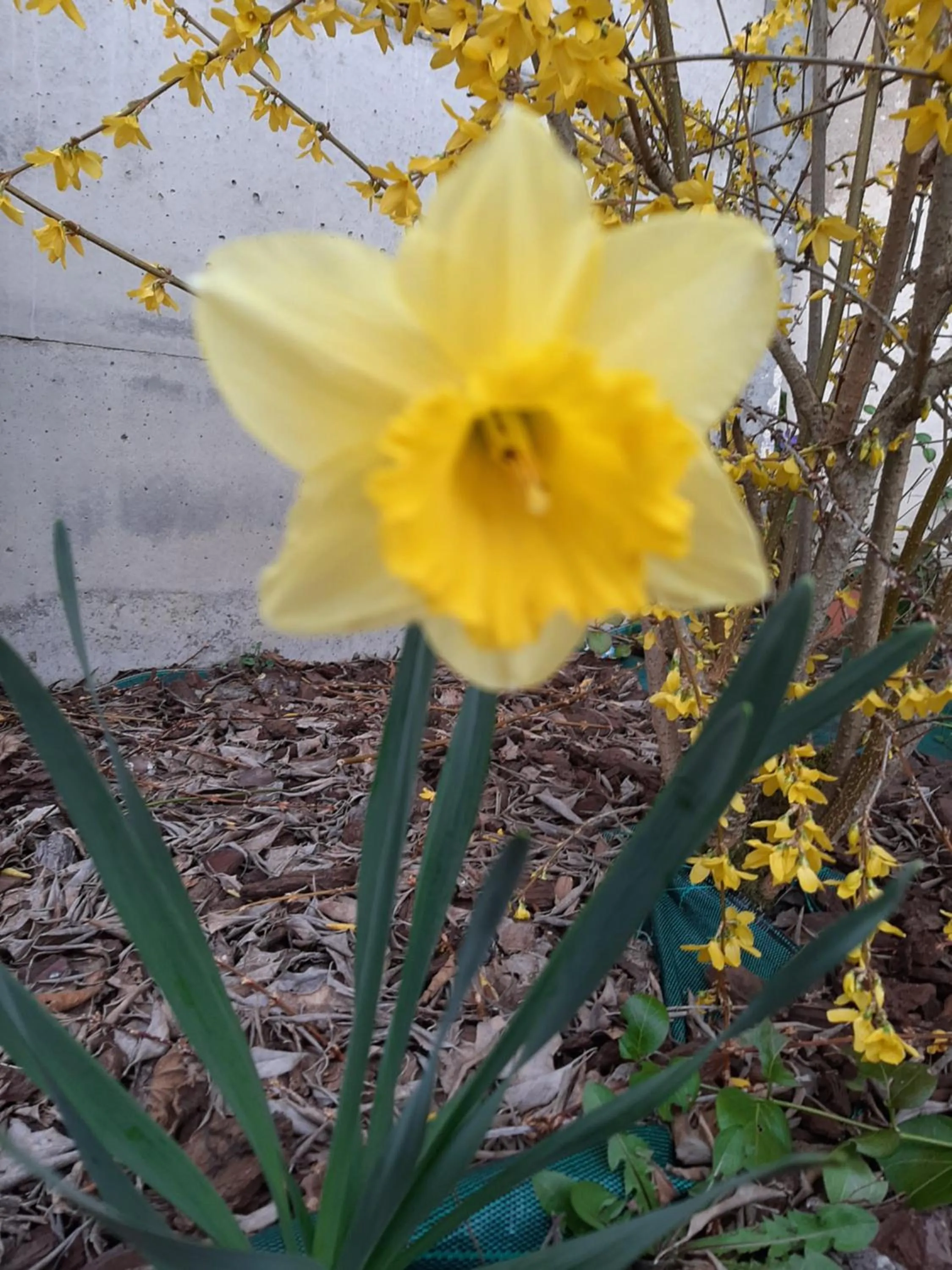 Spring in La Coutrotte Becquine