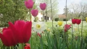 Garden in Domaine de Poudos