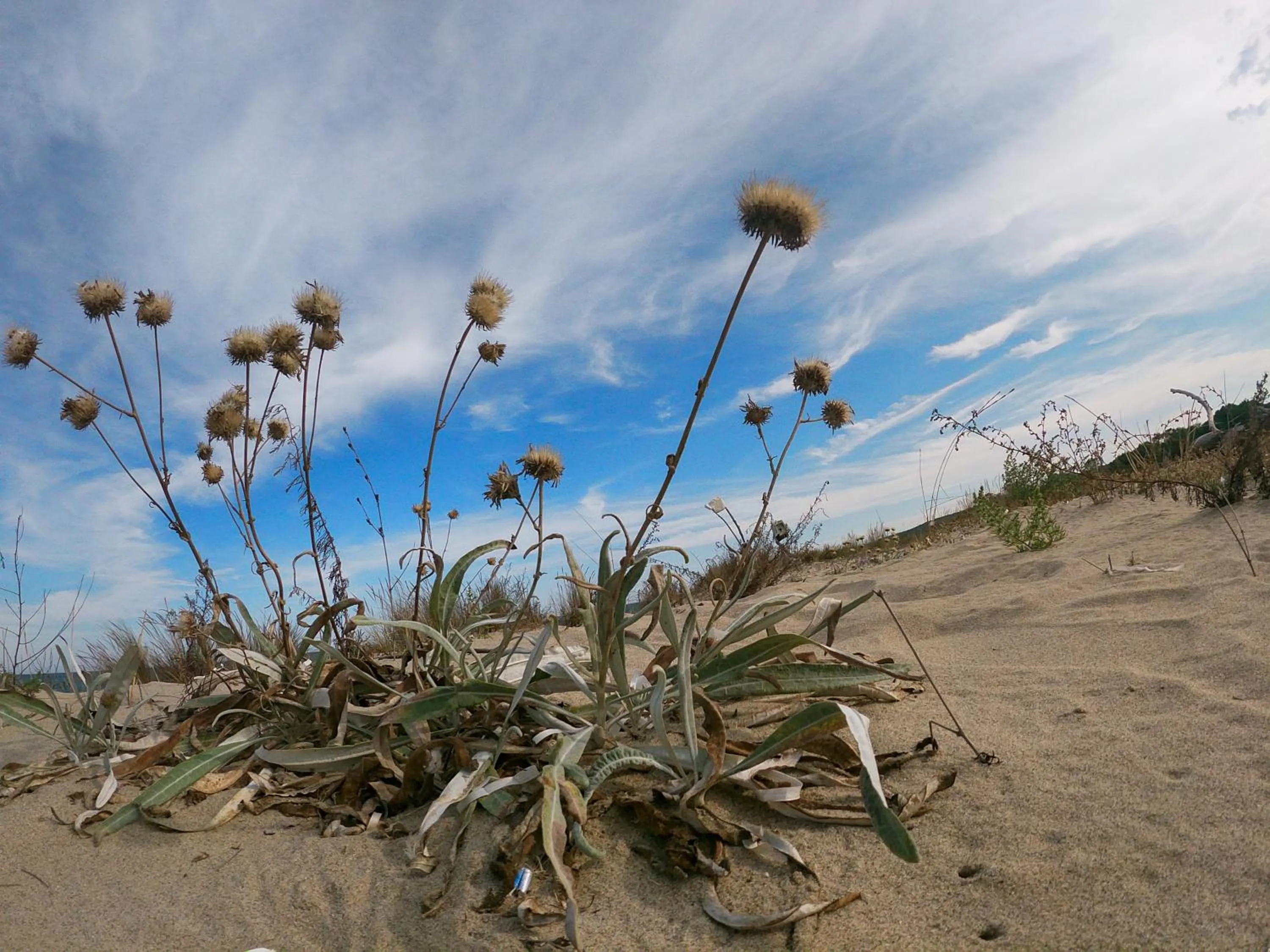 Beach in Weißer Schwan Белият лебед