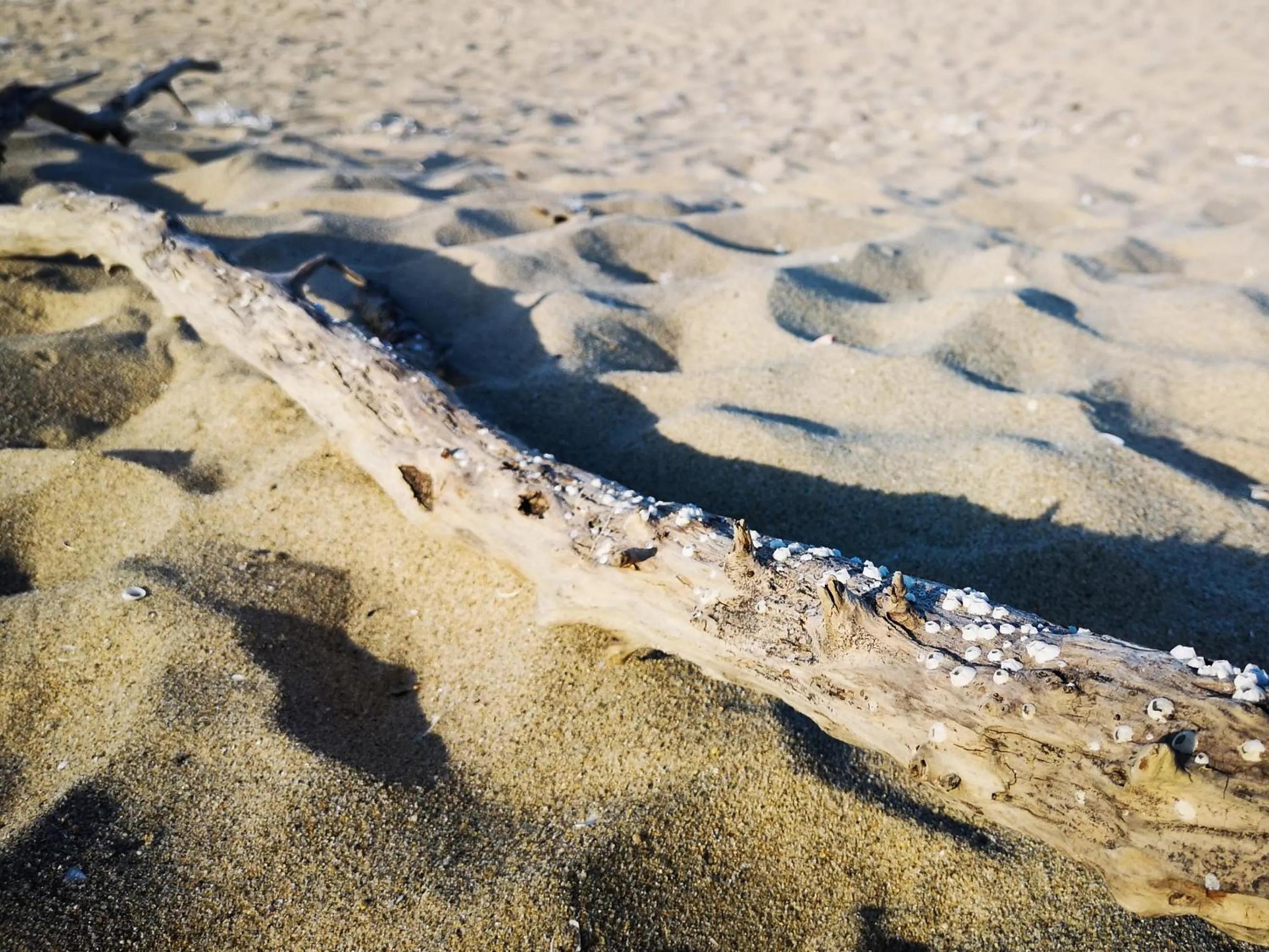 Beach in Weißer Schwan Белият лебед