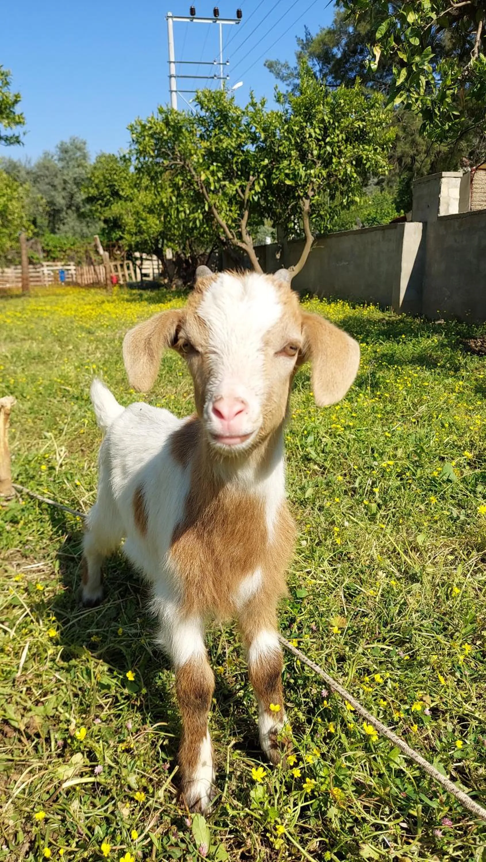 Property building in Pir Efes Konakları