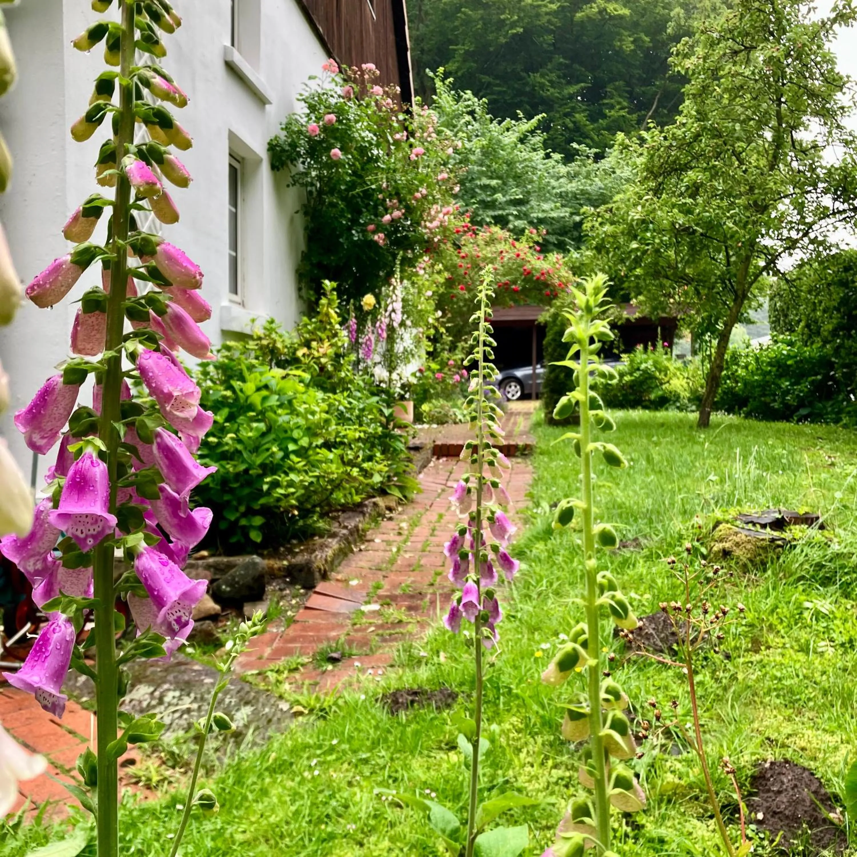 Natural landscape in Gästehaus Alte Liebe