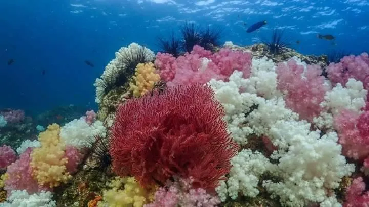 DAYA Beach, Lipe local