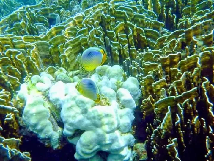 DAYA Beach, Lipe local