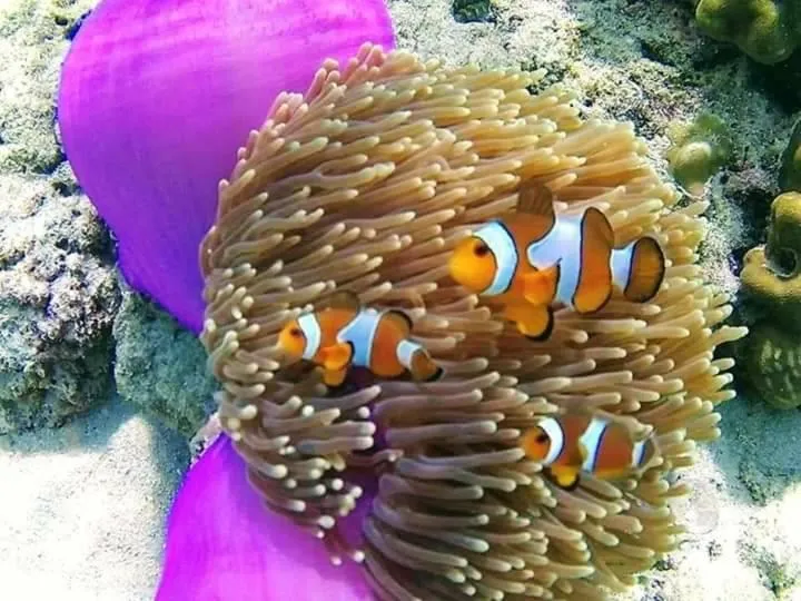 DAYA Beach, Lipe local