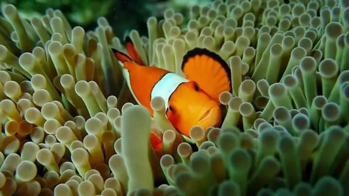 DAYA Beach, Lipe local