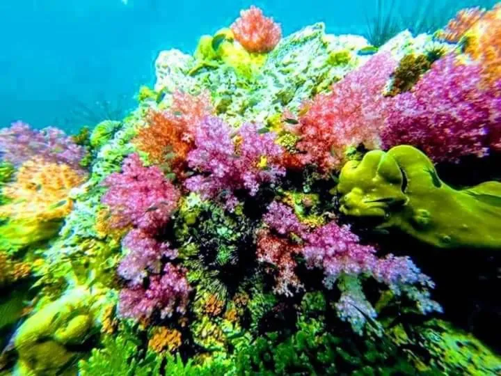 DAYA Beach, Lipe local