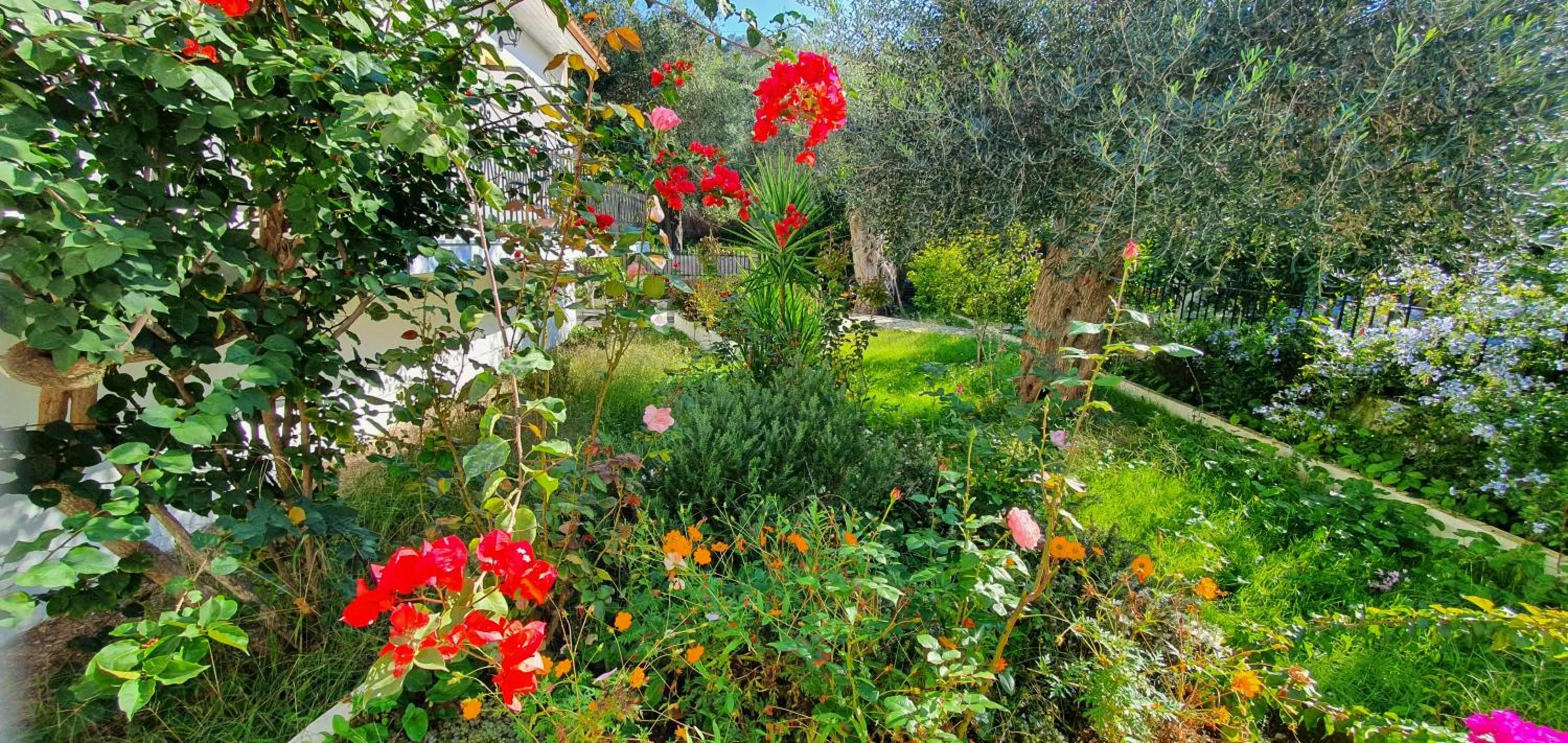 Garden in LIvadi Studios with Pool