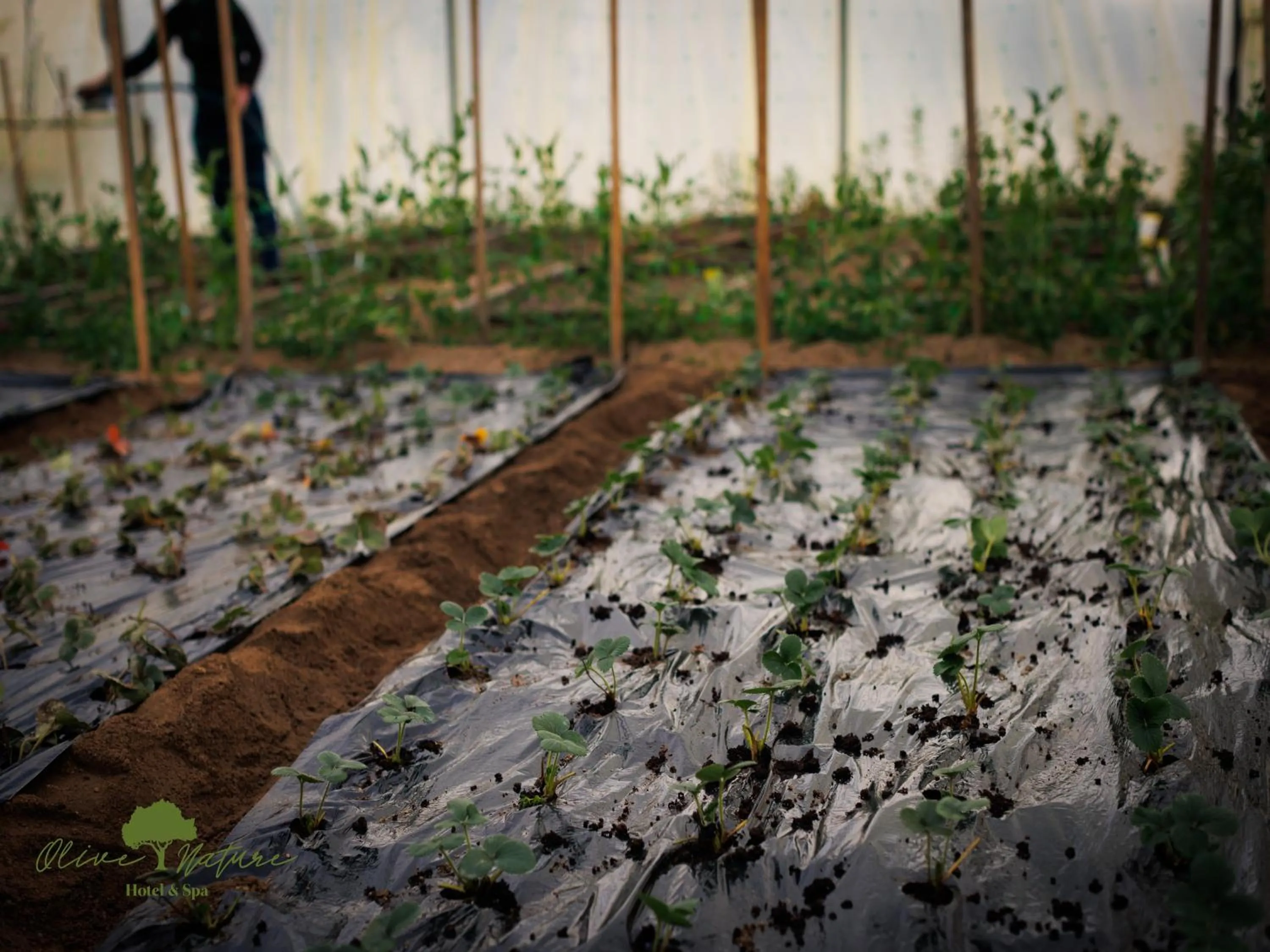 Garden in Olive Nature Hotel & SPA - Quinta Valle de Passos