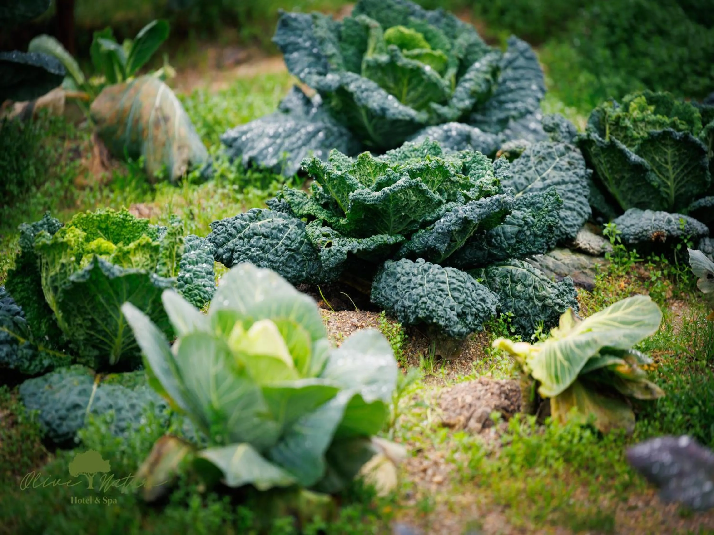 Garden in Olive Nature Hotel & SPA - Quinta Valle de Passos