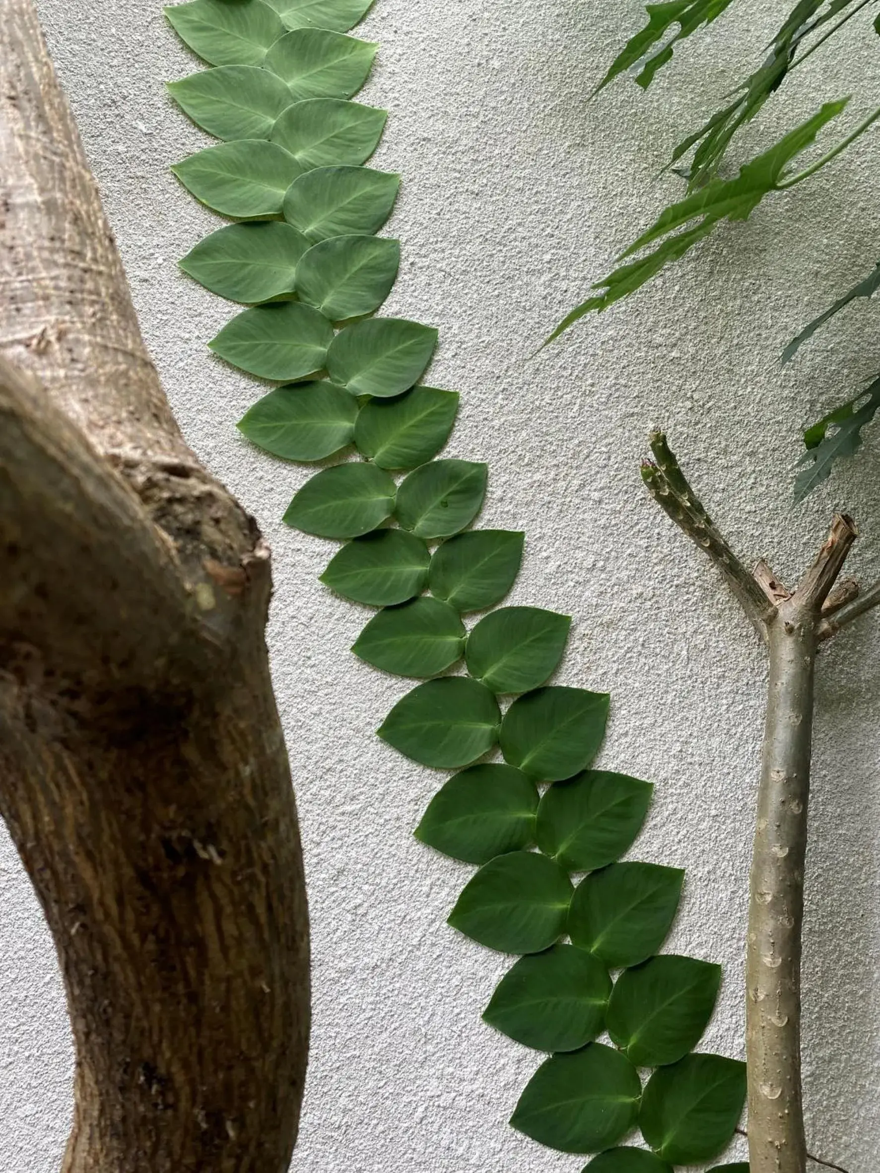 Garden view in Mailaku House Garden view in Mailaku House